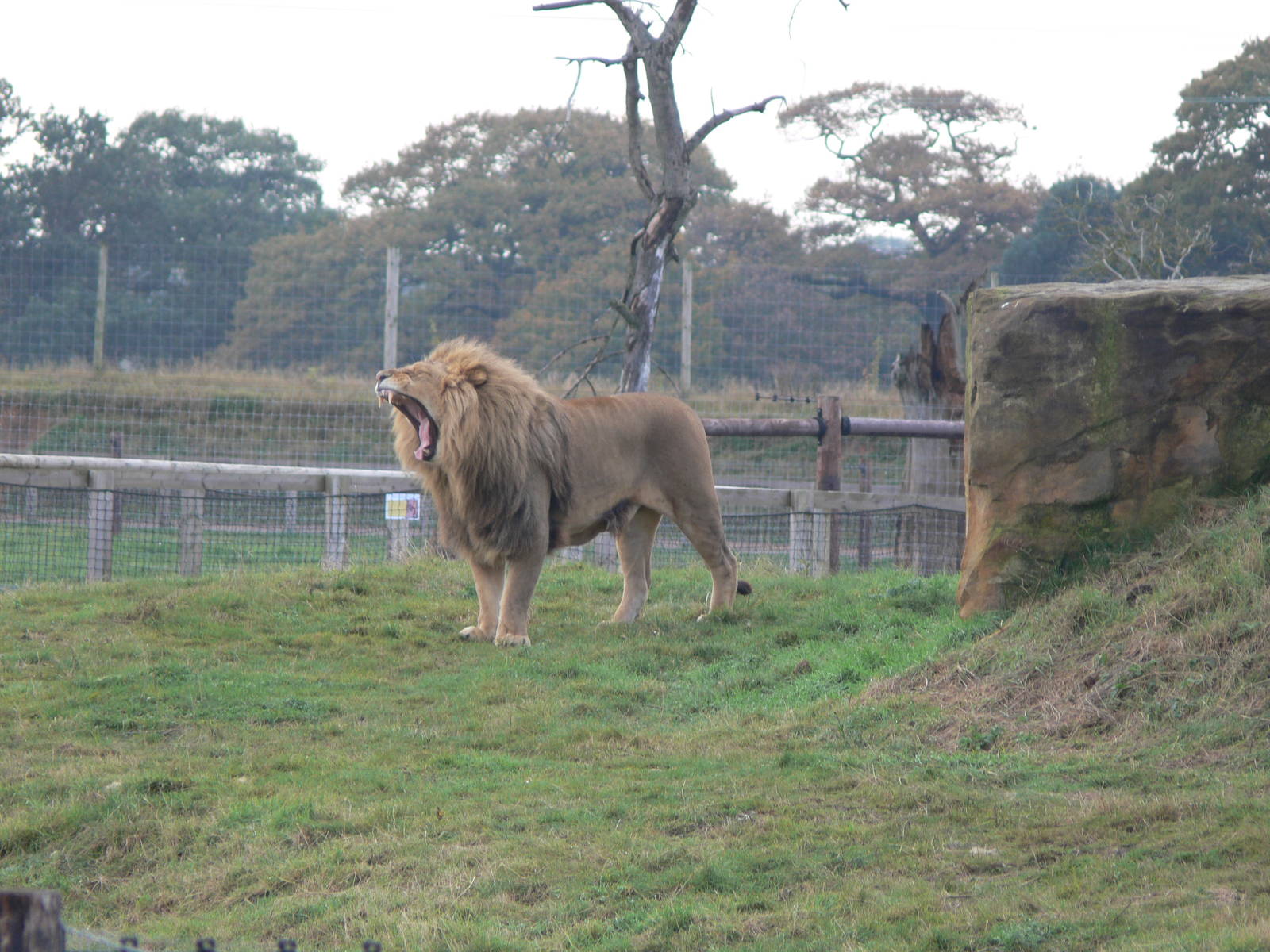 African Lion at Yorkshire WP 01/11/12