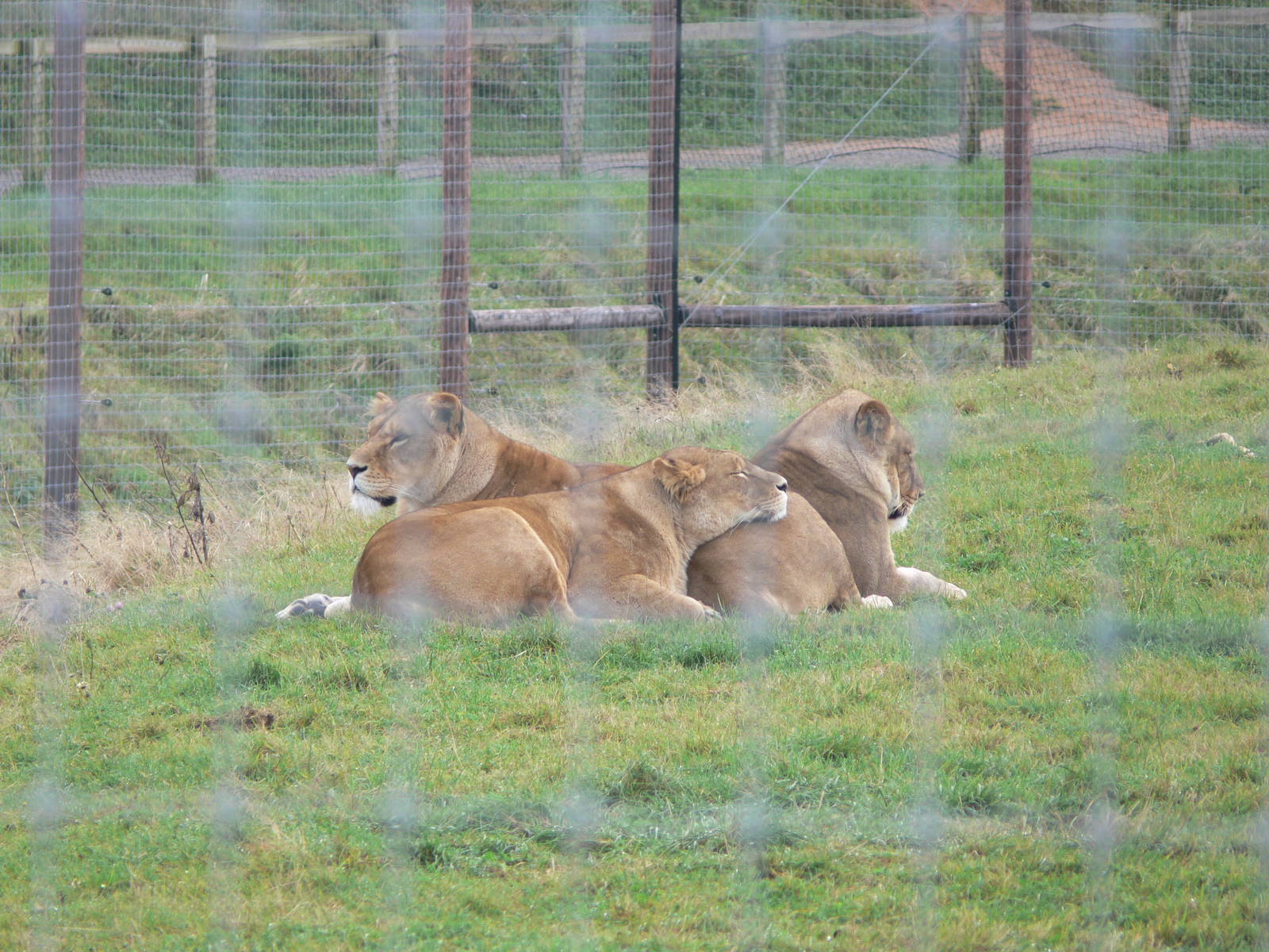 African Lion at Yorkshire WP 01/11/12