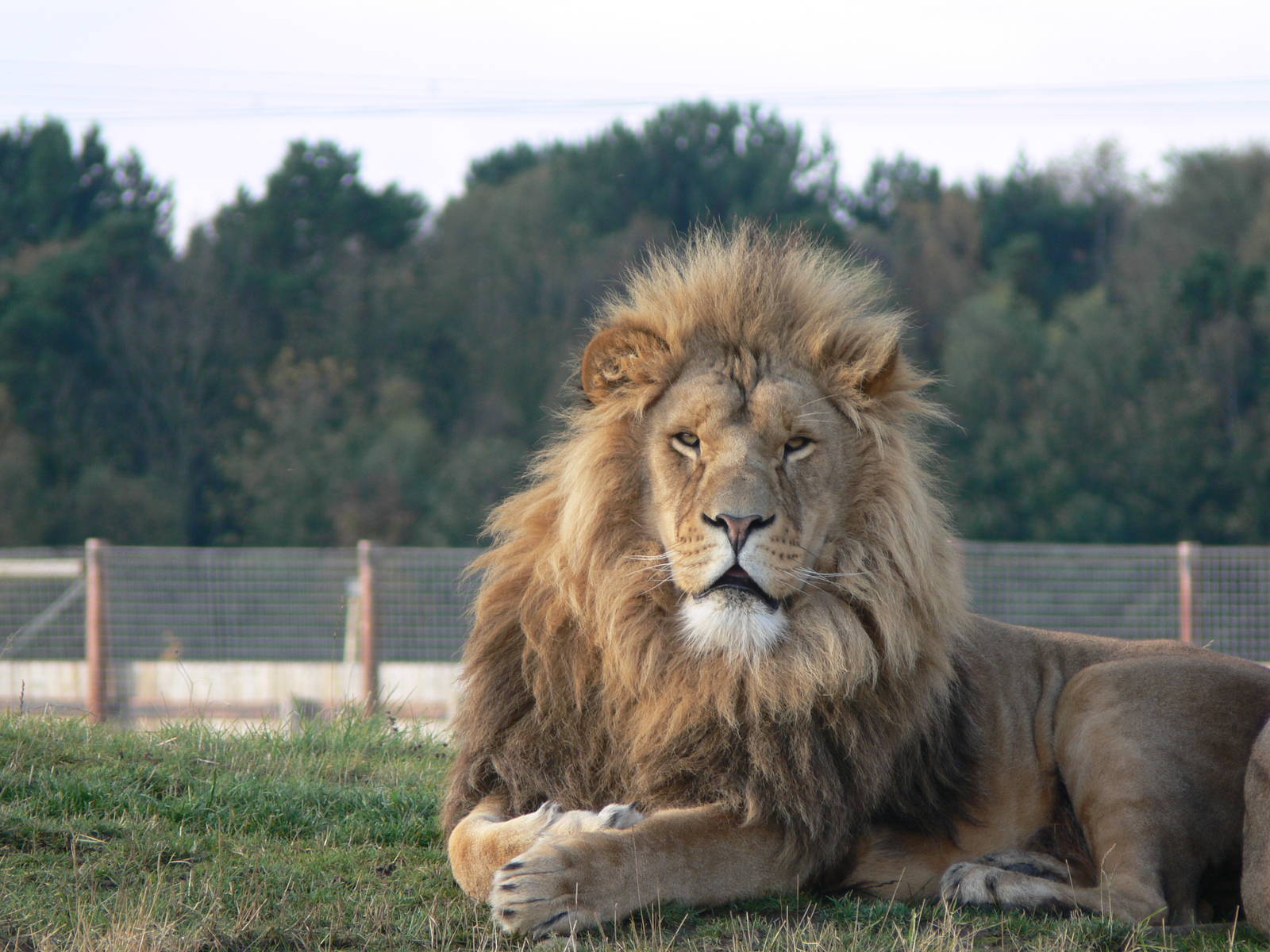 African Lion at Yorkshire WP 01/11/12