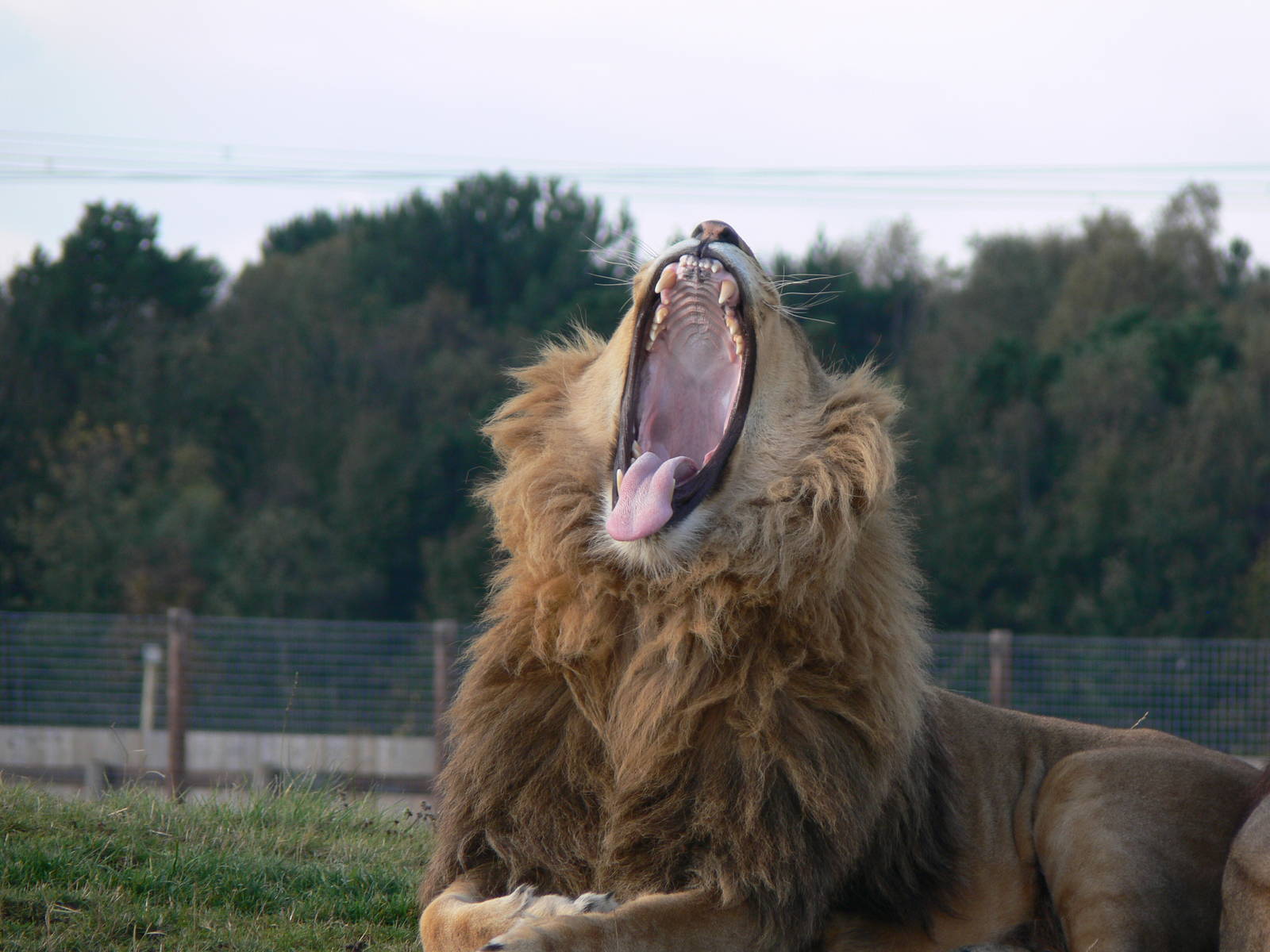 African Lion at Yorkshire WP 01/11/12