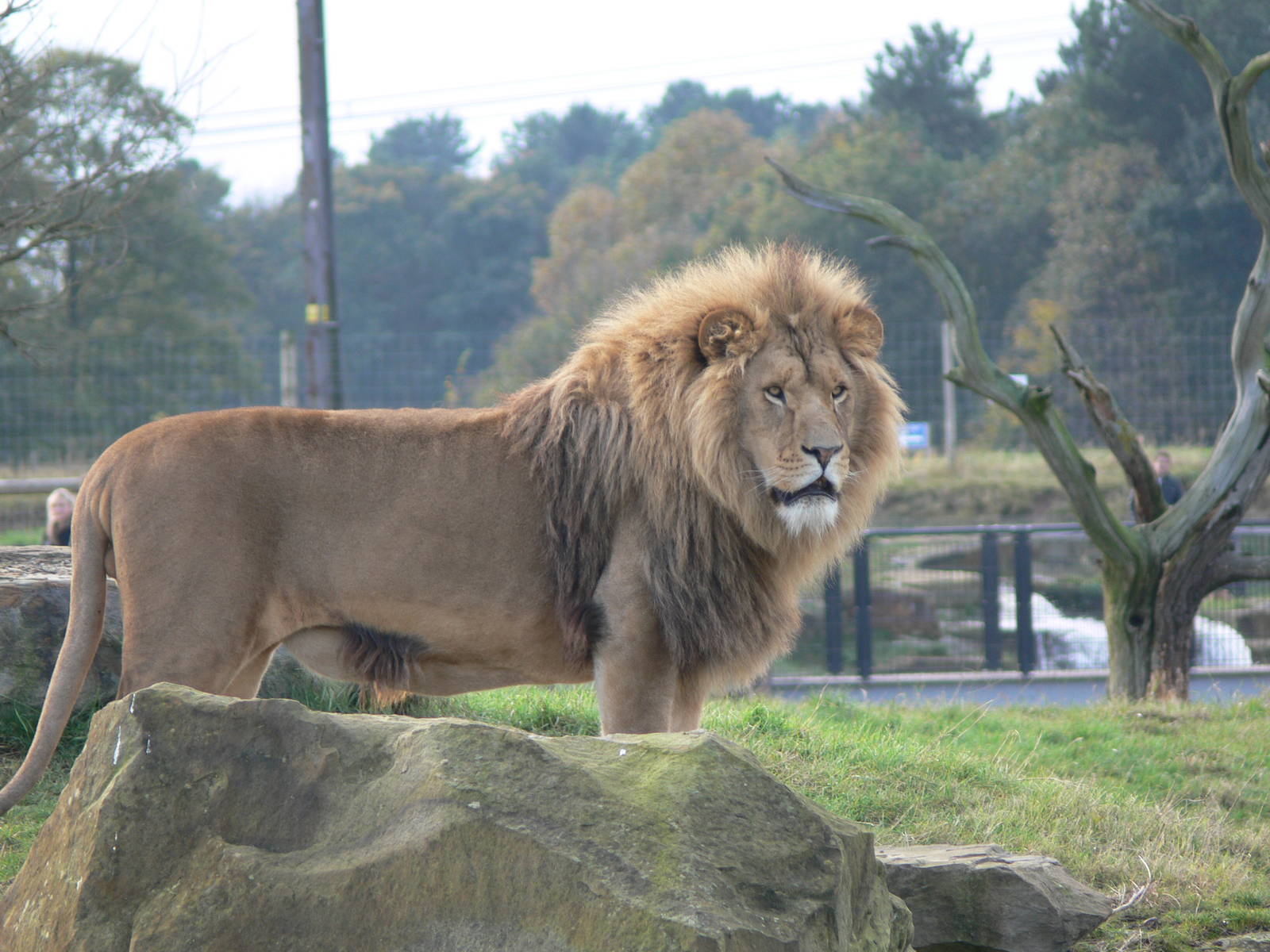 African Lion at Yorkshire WP 01/11/12