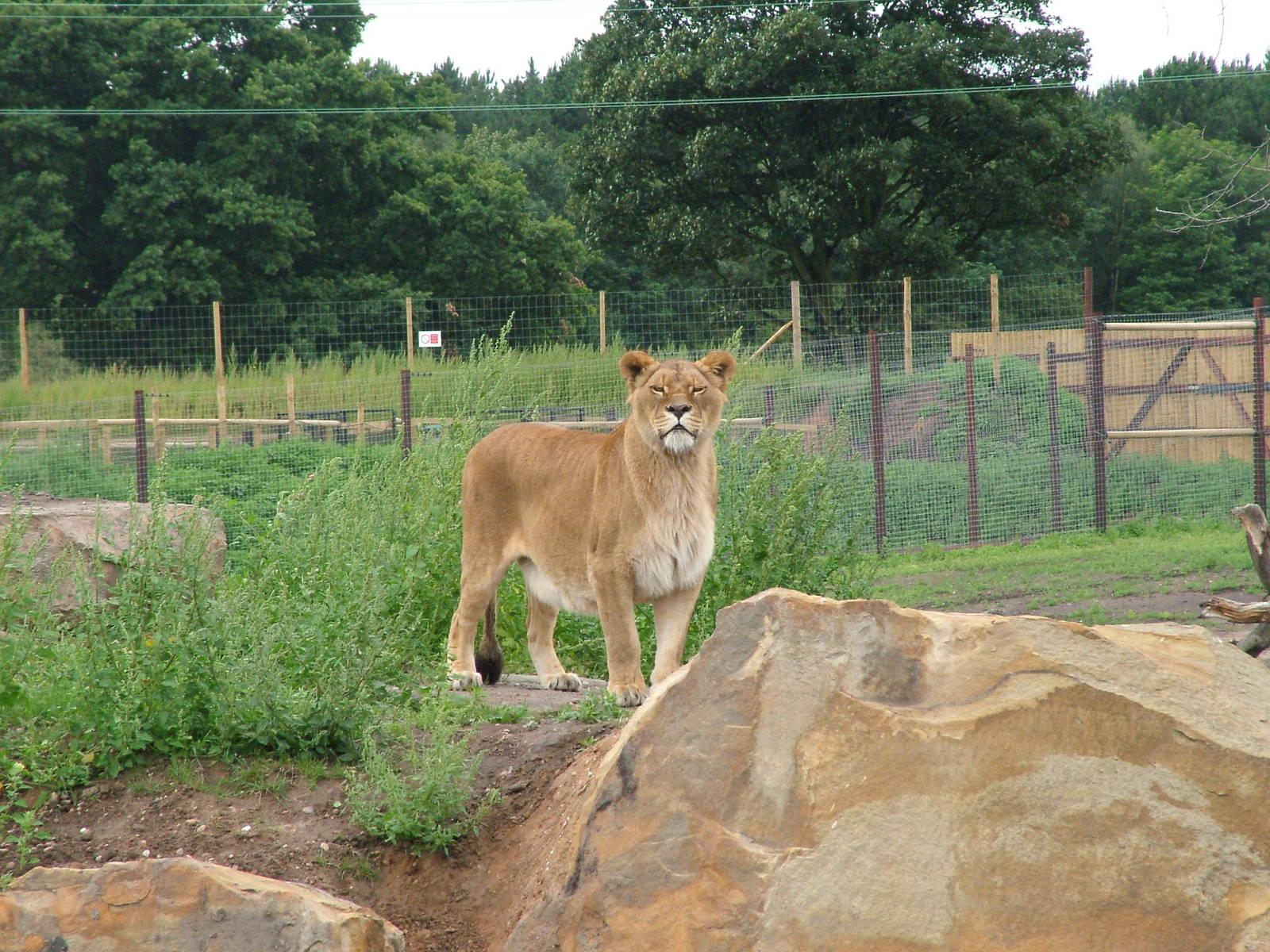 African Lion at Yorkshire WP, 18/07/10