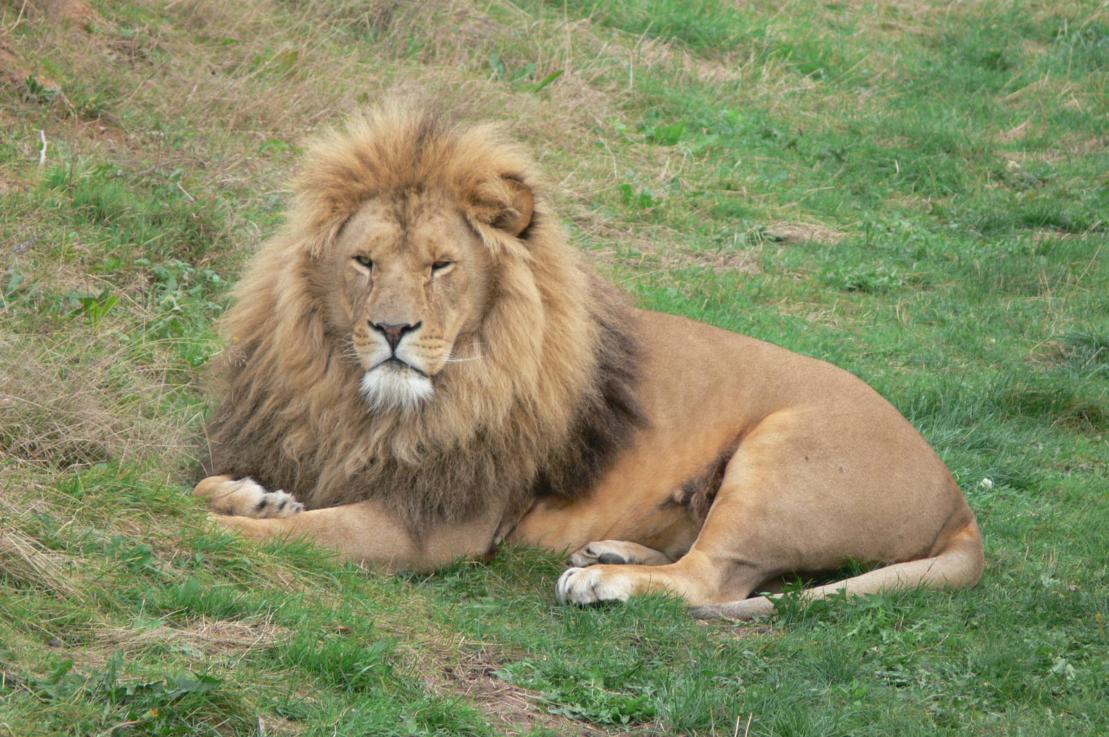 African Lion at Yorkshire WP, 28/10/14