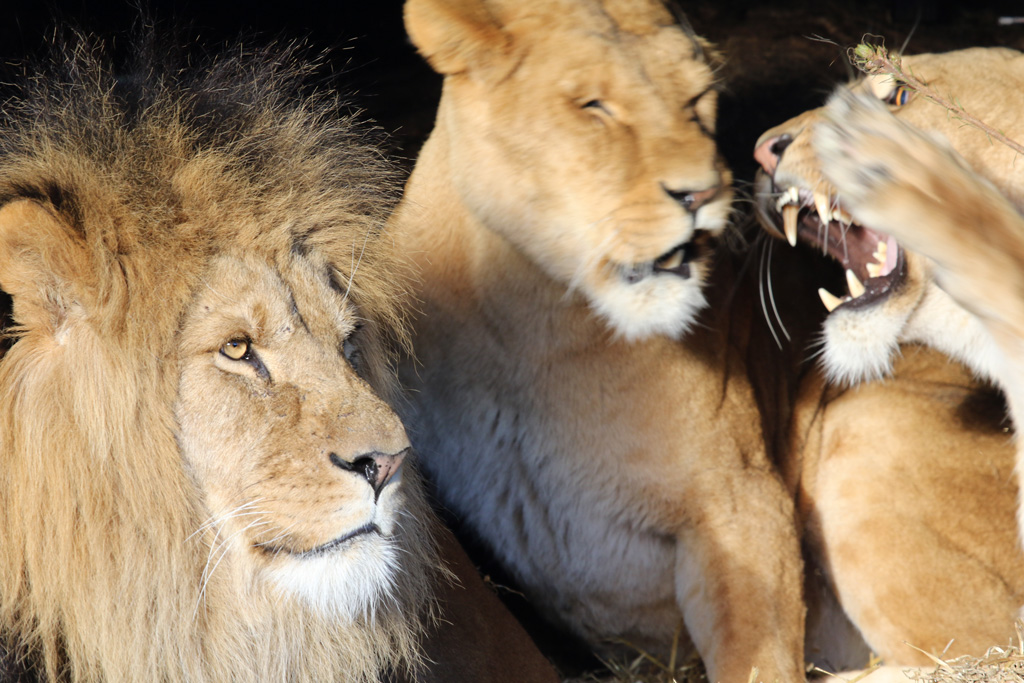 African Lion at Zoo Københaven 15/01/2017
