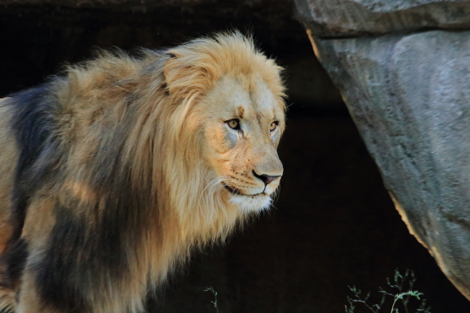 African lion (August 2020)