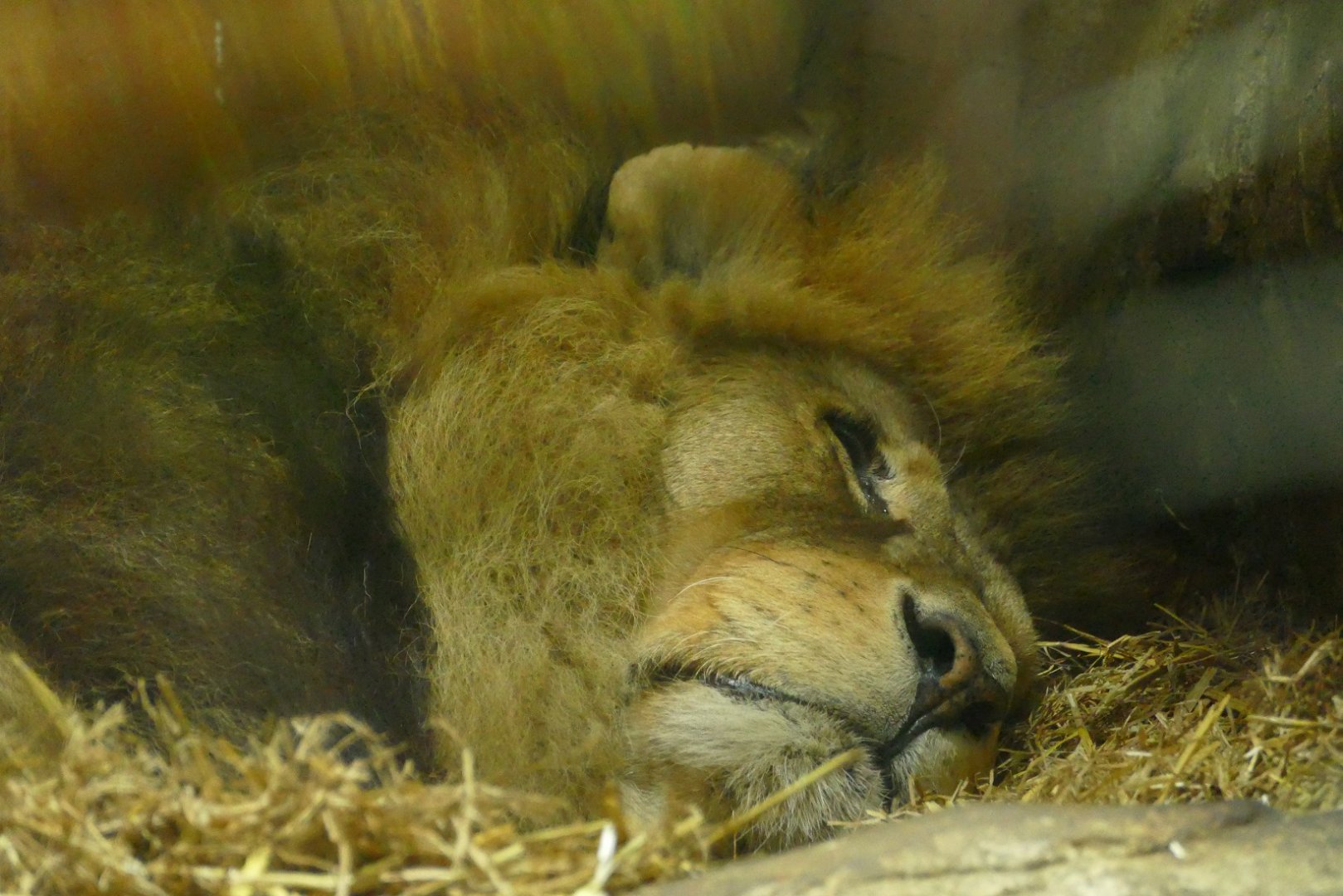 African Lion, Bailey, April 2022