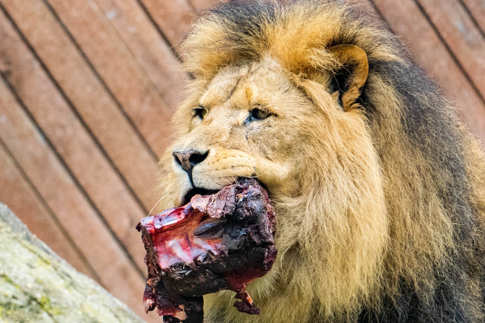 African Lion Bailey at Colchester Zoo