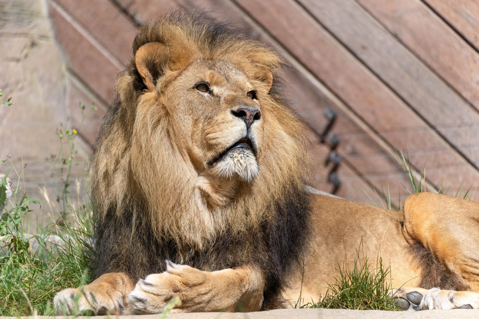 African lion (Bailey), Colchester, UK