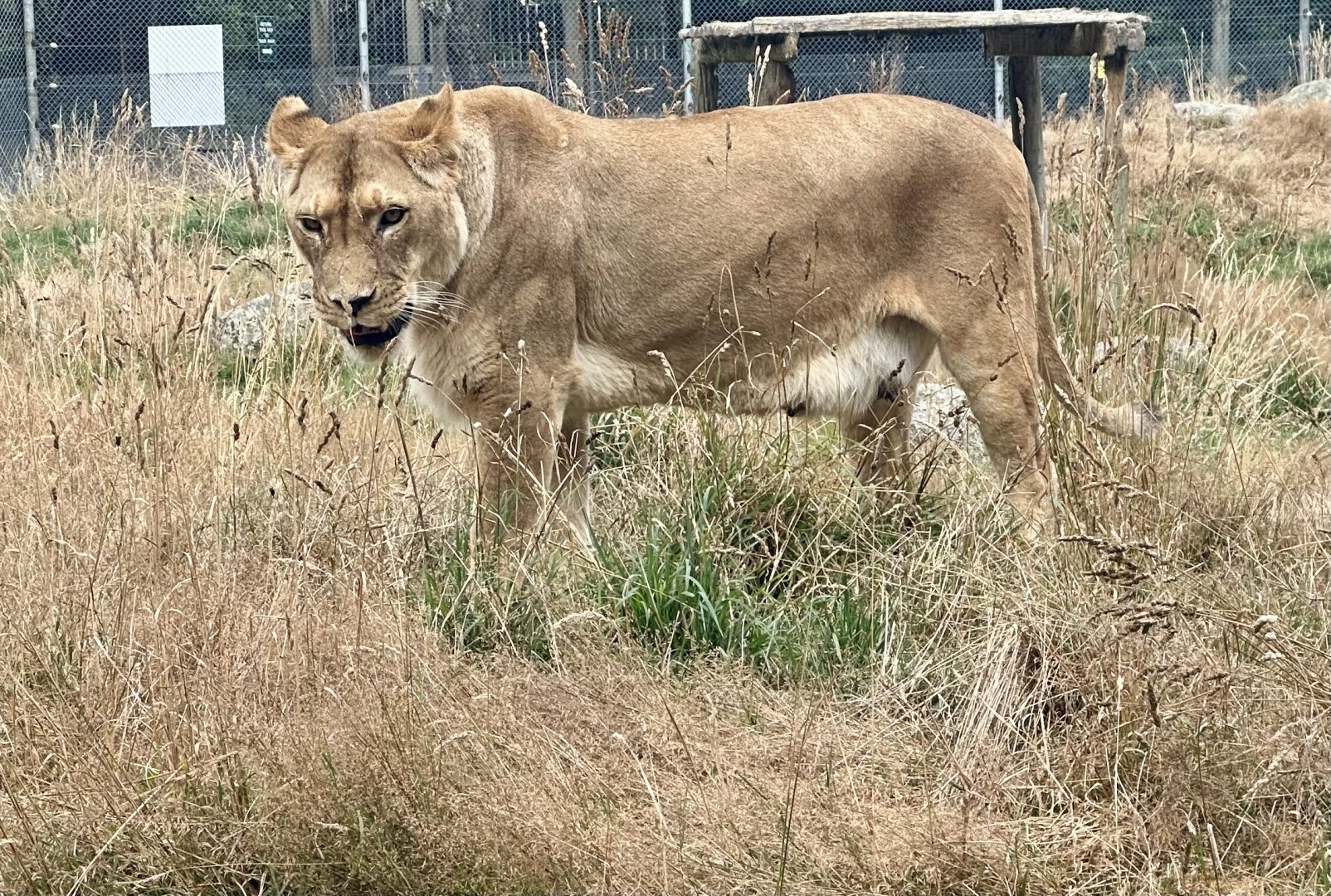 African Lion (Bella)