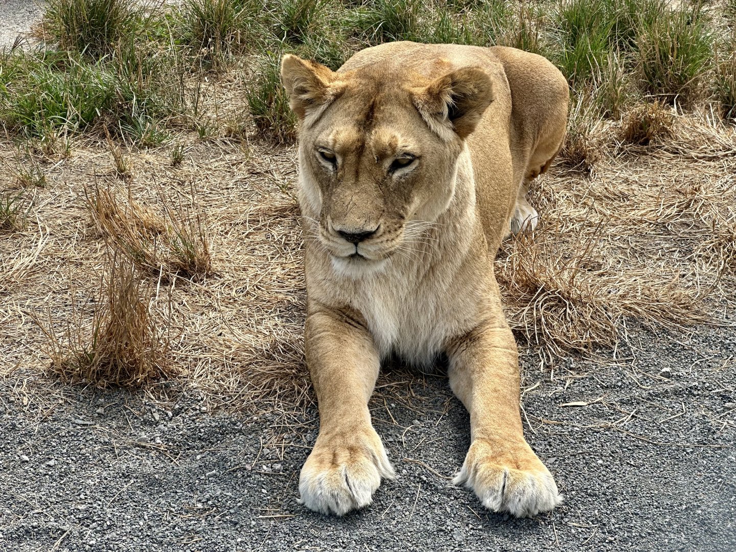 African Lion (Bella)