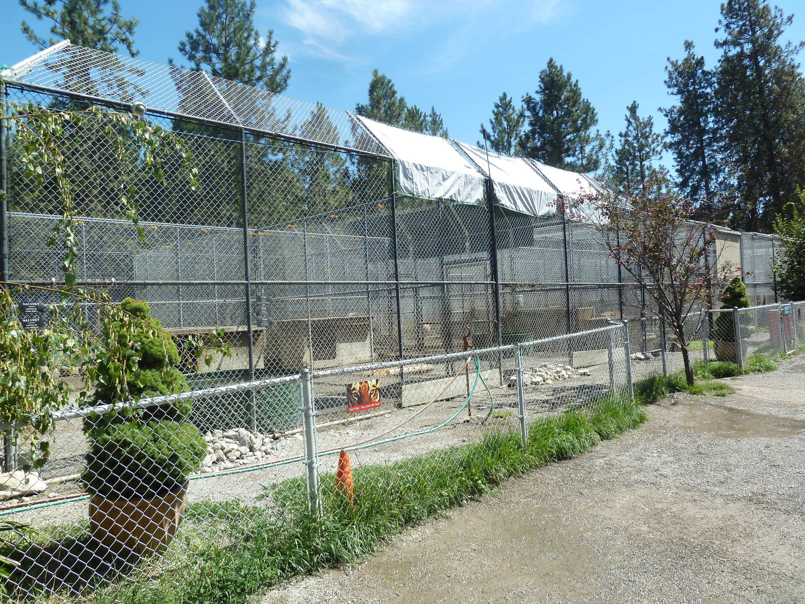 African Lion + Bengal Tiger Exhibits