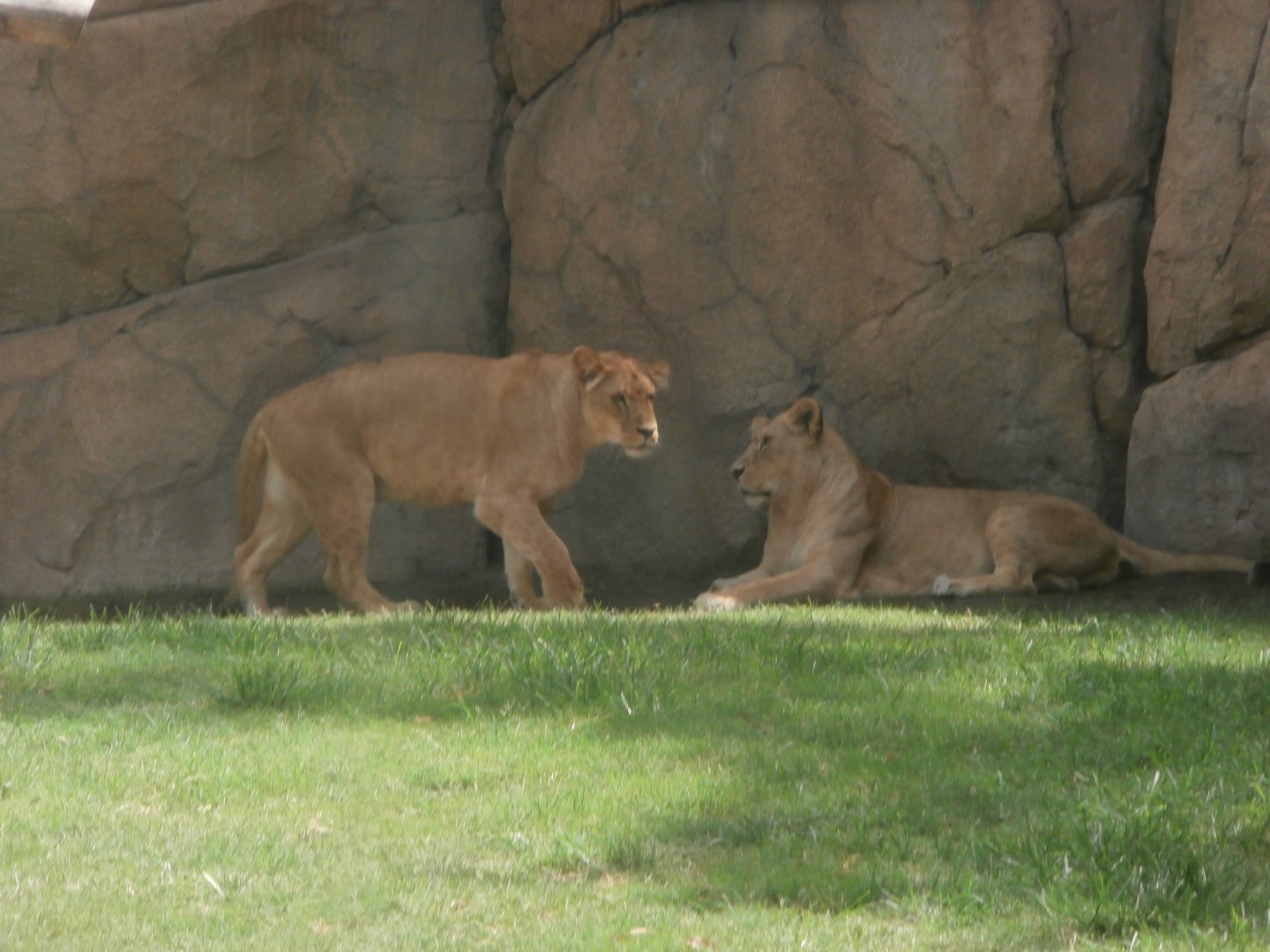 African lion -Bioparc Valencia (Summer 2017)