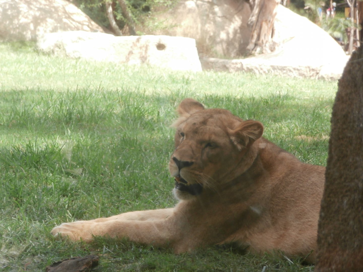 African lion -Bioparc Valencia (Summer 2017)
