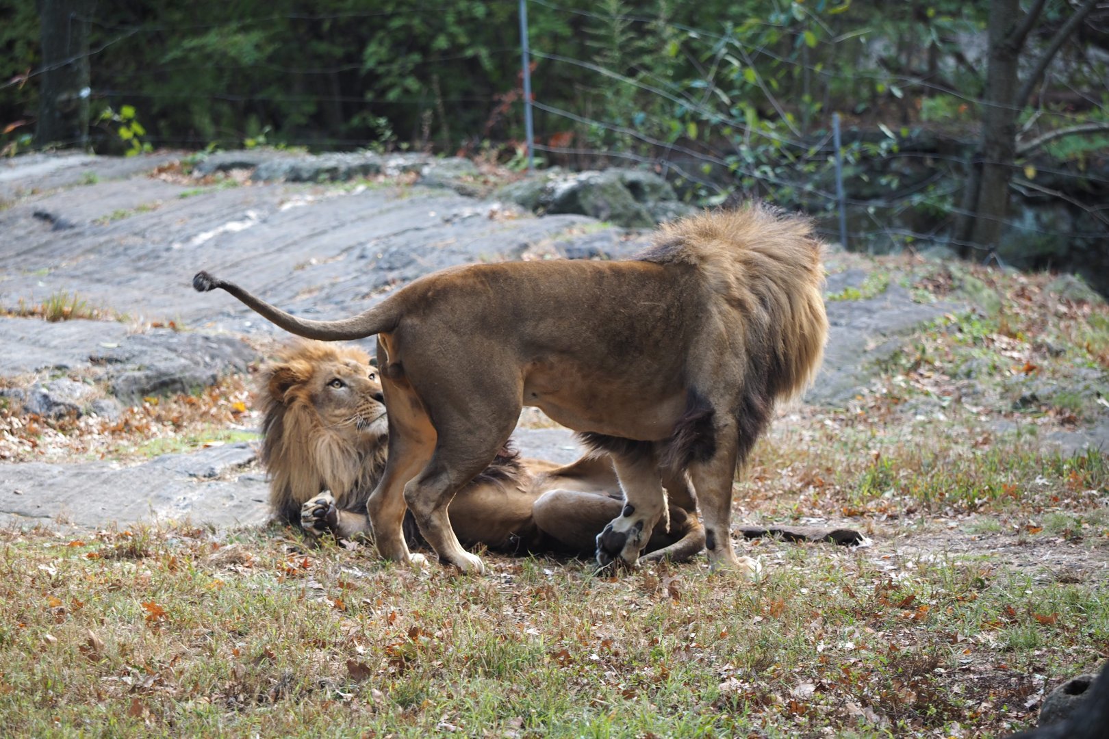 African lion brothers 2