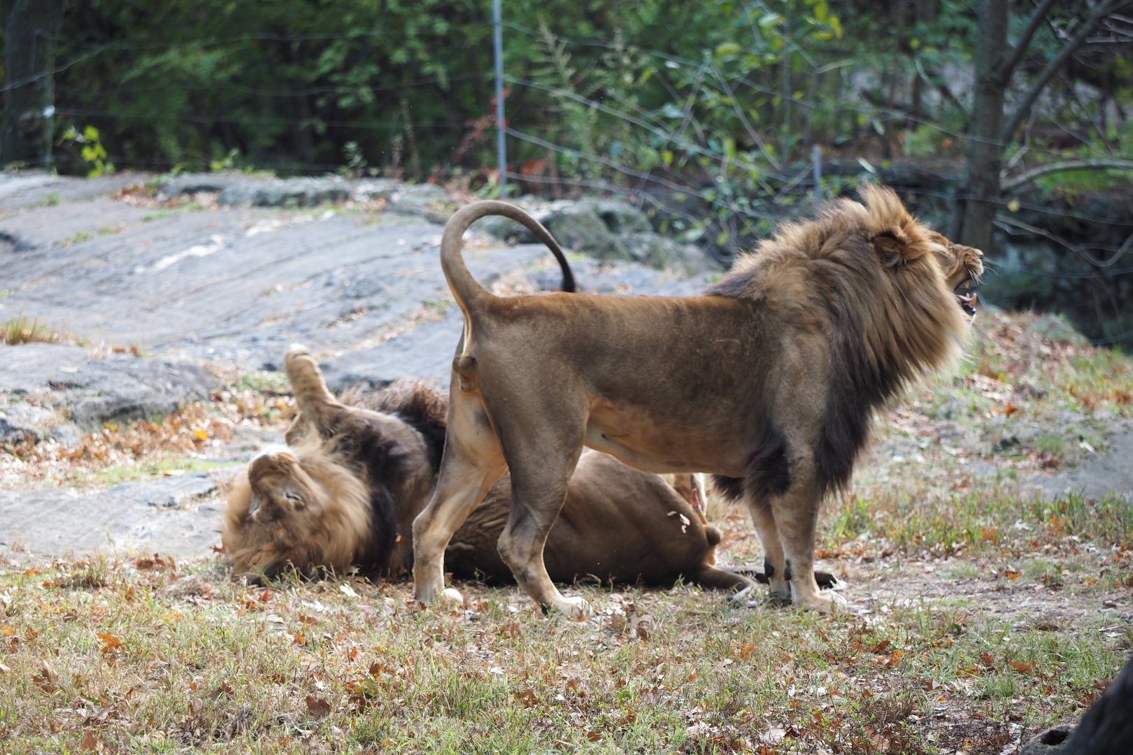 African lion brothers