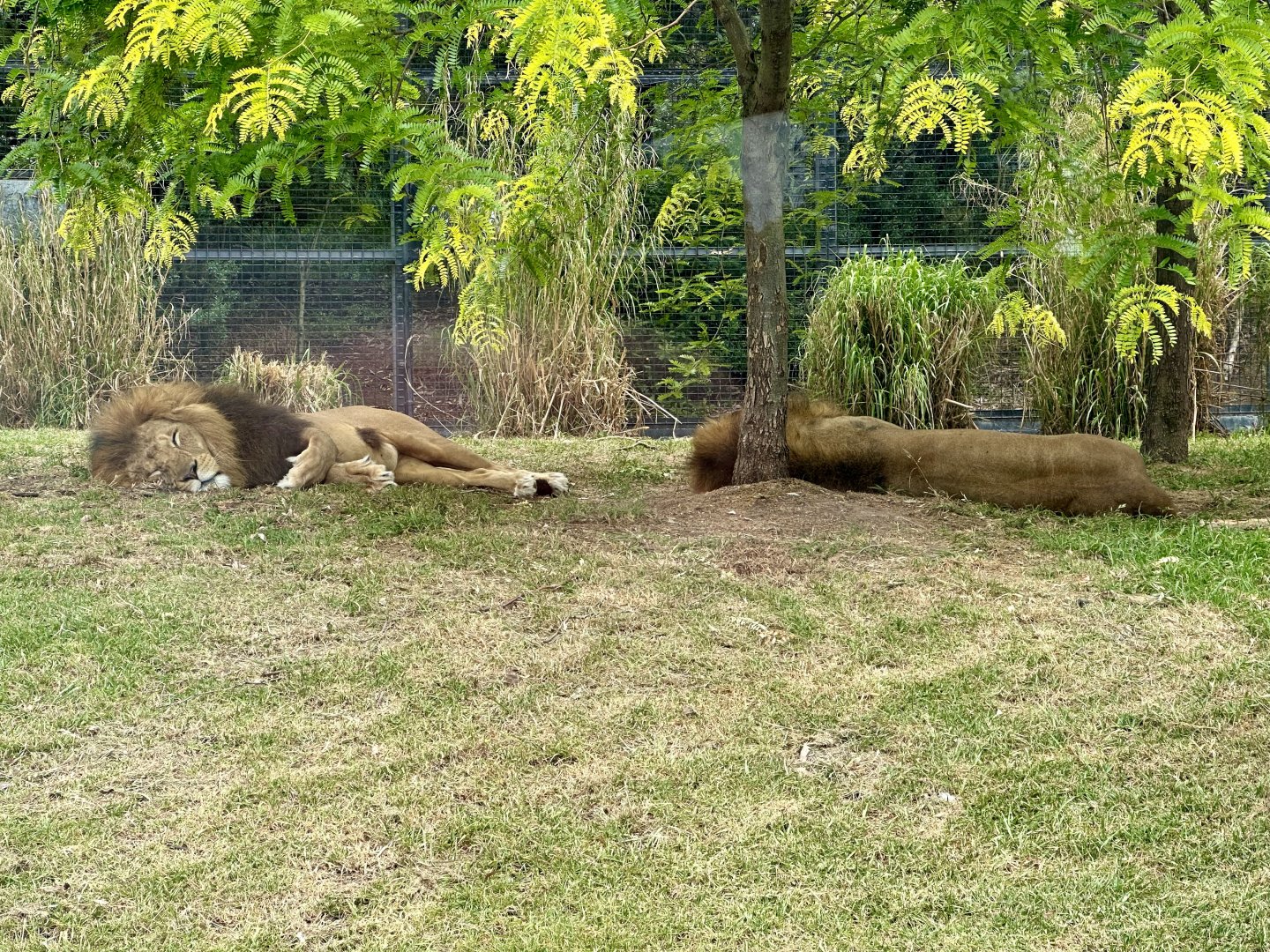 African Lion Brothers