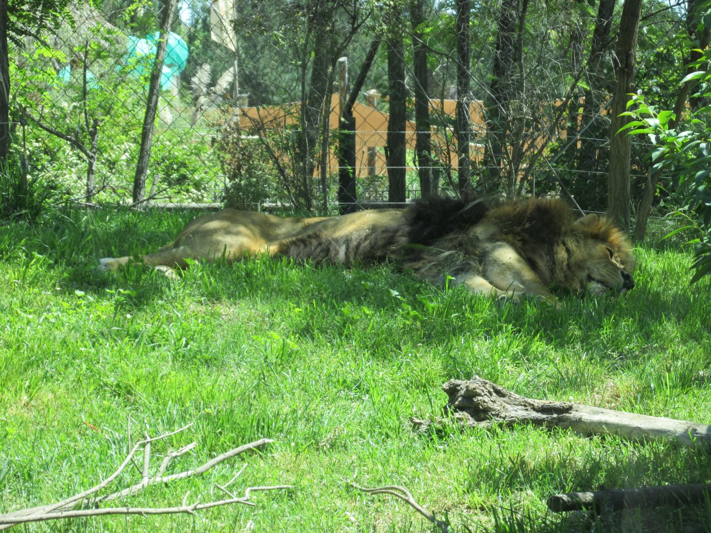 african lion buin zoo