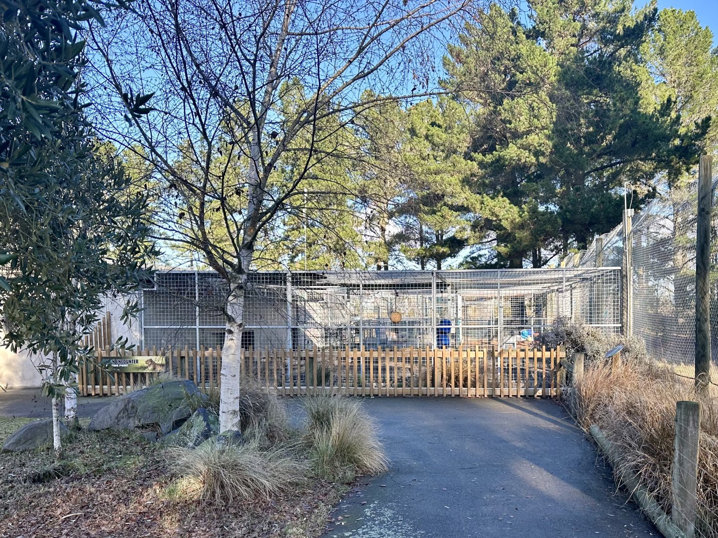 African Lion Cage Block