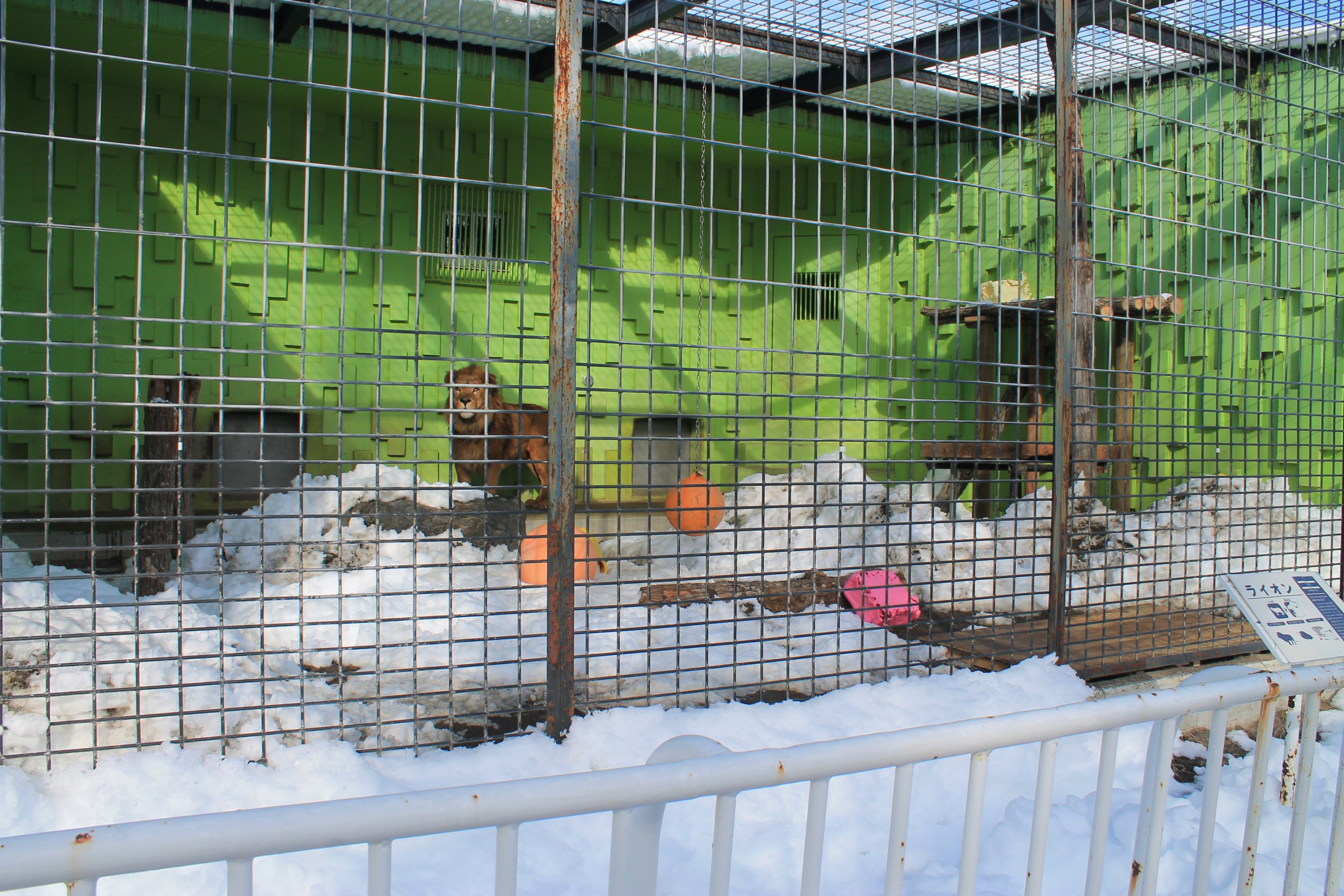 African Lion cage, Kushiro Zoo