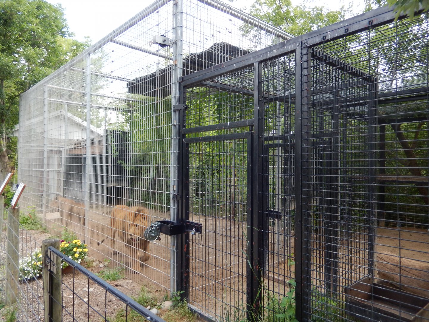 African Lion Cage