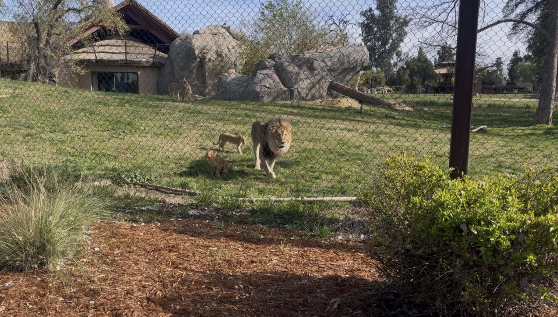 African Lion Chisulo and cubs