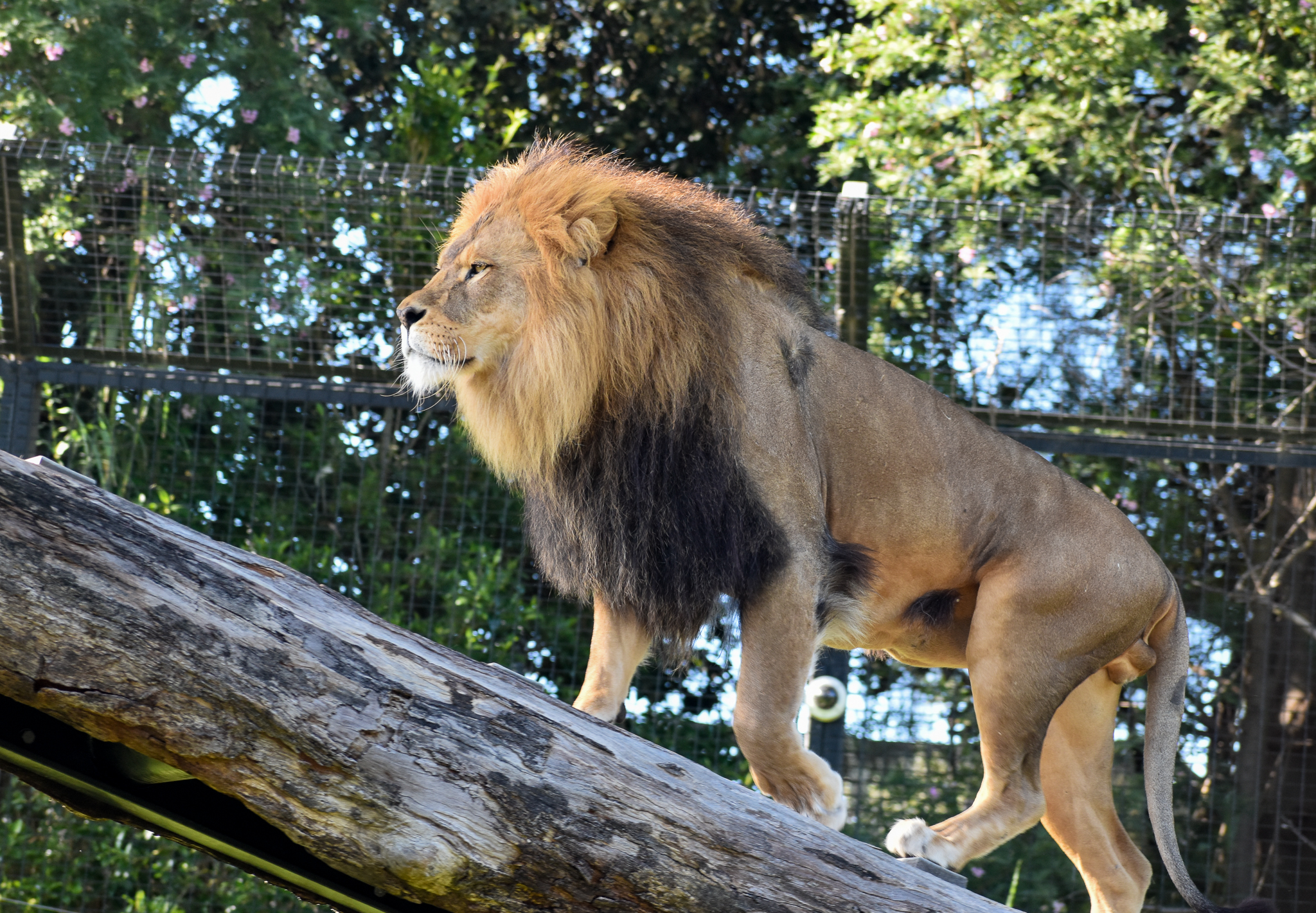 African Lion climbing up to platform