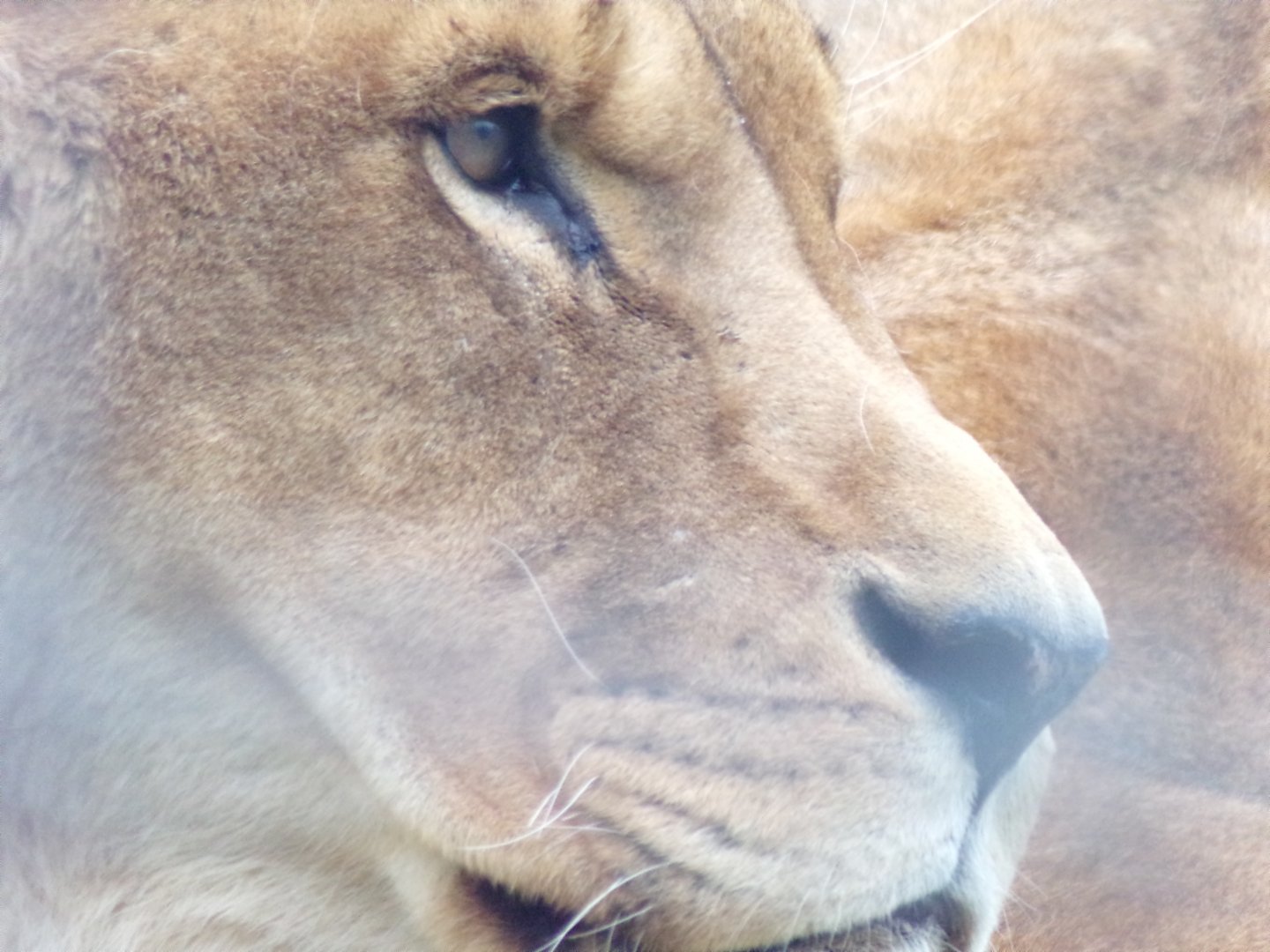 African lion closeup 12.4.24