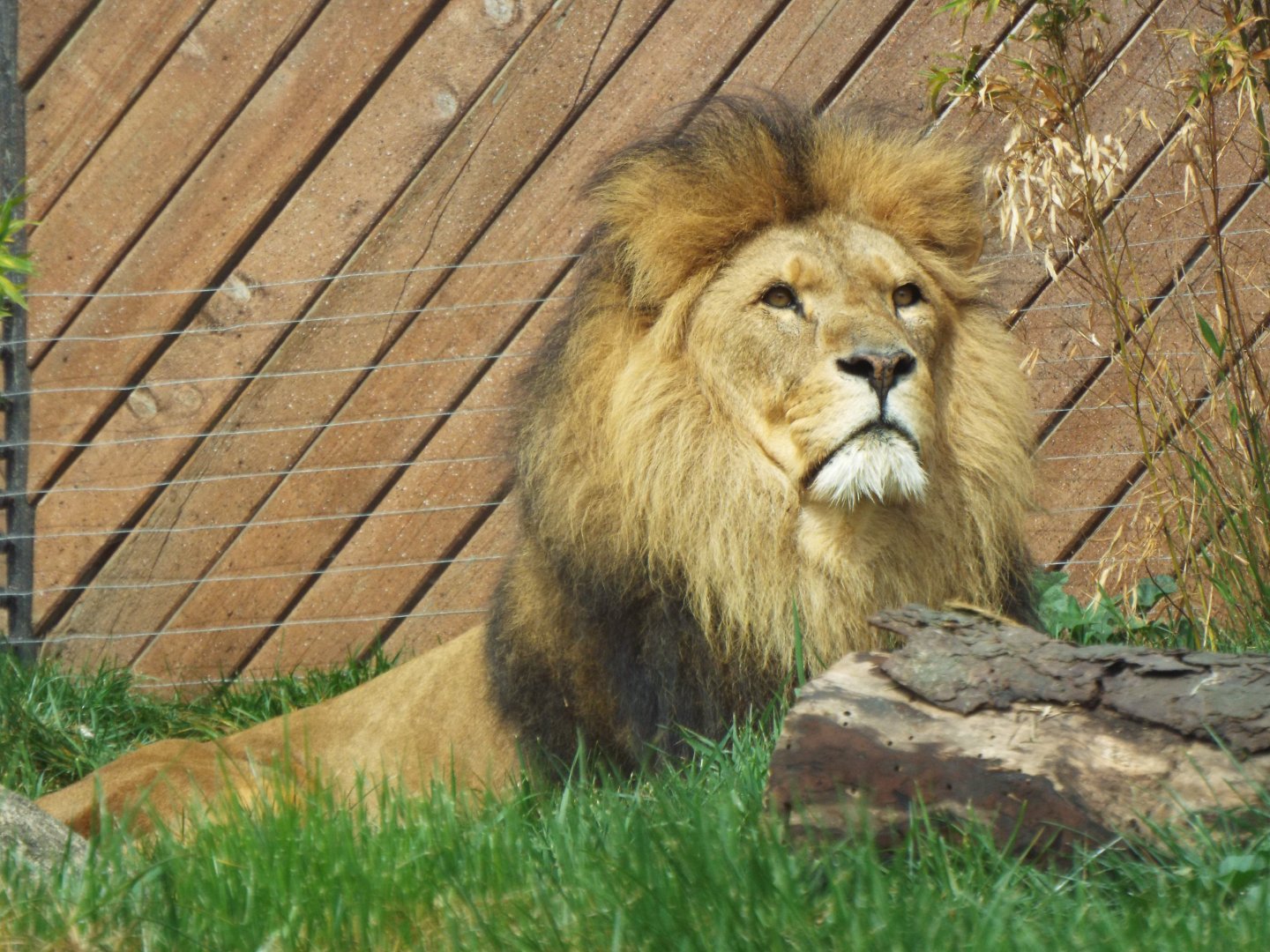 African Lion, Colchester Zoo