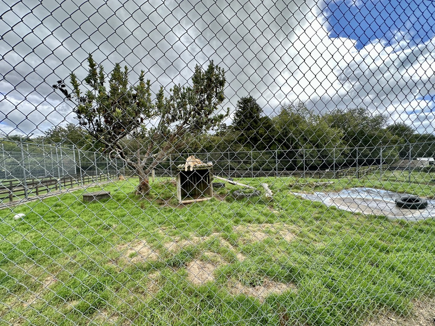 African Lion Complex - North Exhibit