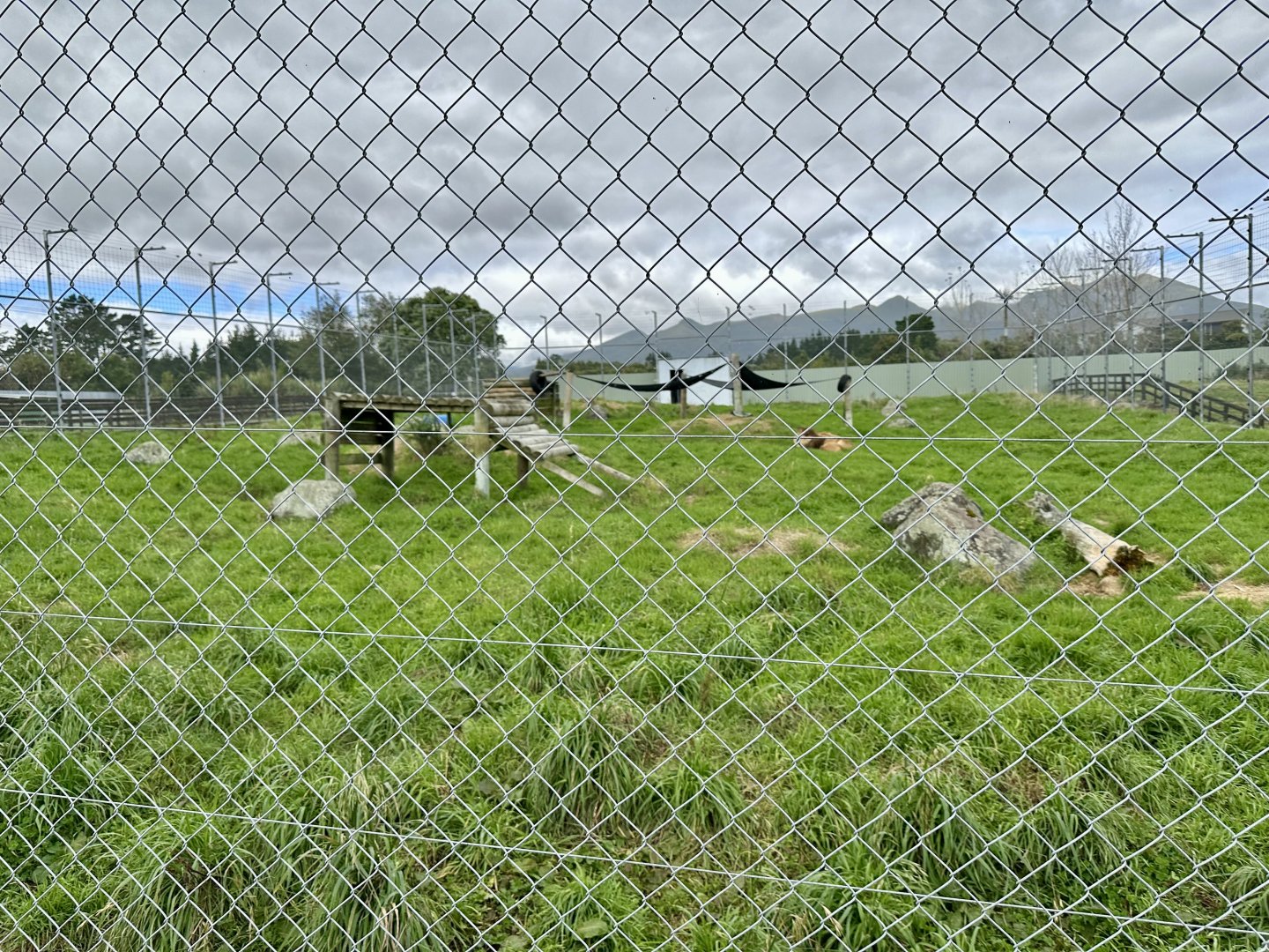 African Lion Complex - South Exhibit