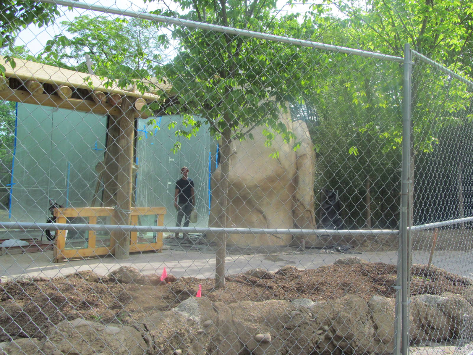 African Lion construction (5/13)