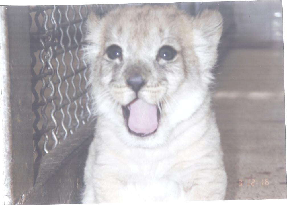 african lion cub 1992