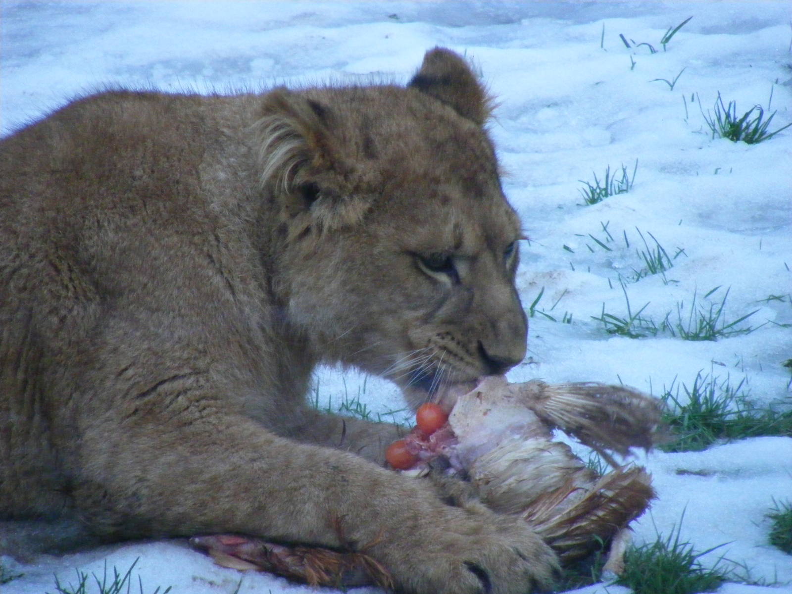 African lion cub at feeding time at Blackpool Zoo, 29 December 2009