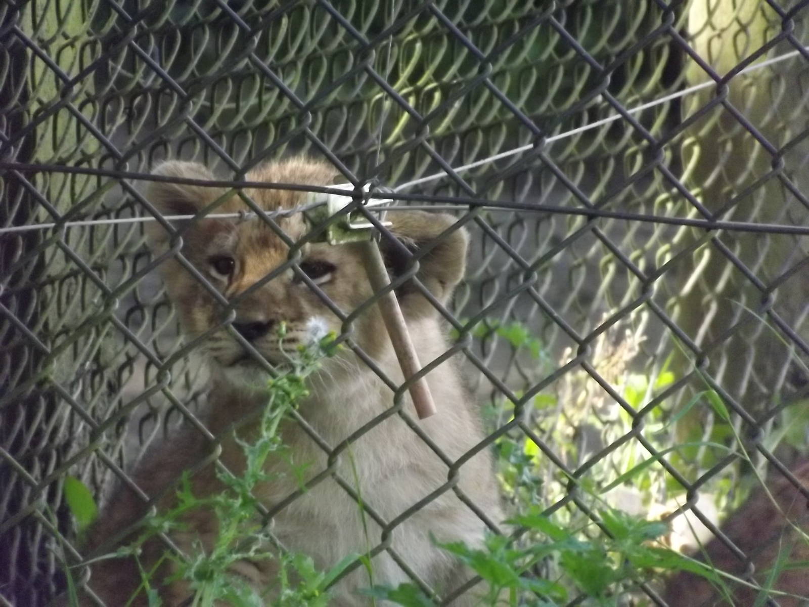 African Lion cub at Knowsley Safari Park 08/09/12