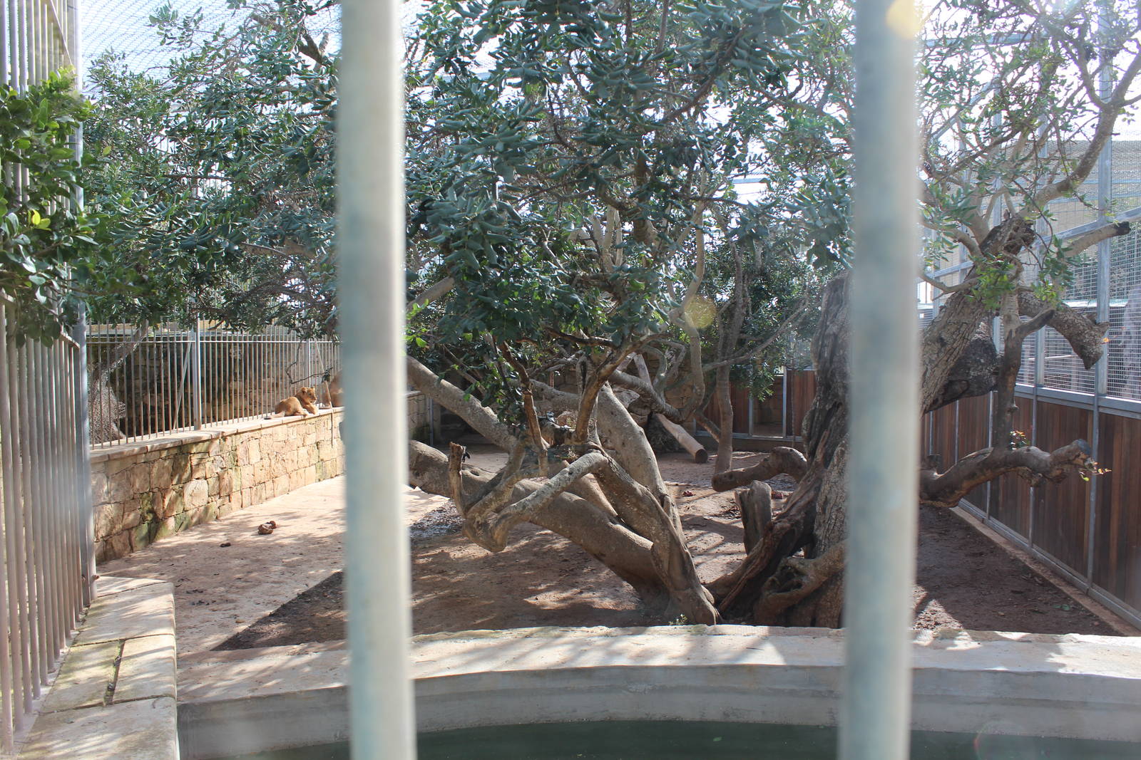 African Lion cub Enclosure - MonteKristo Animal Park, Malta
