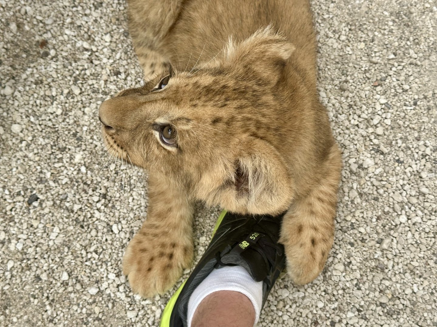African Lion Cub (Holding My Shoe)