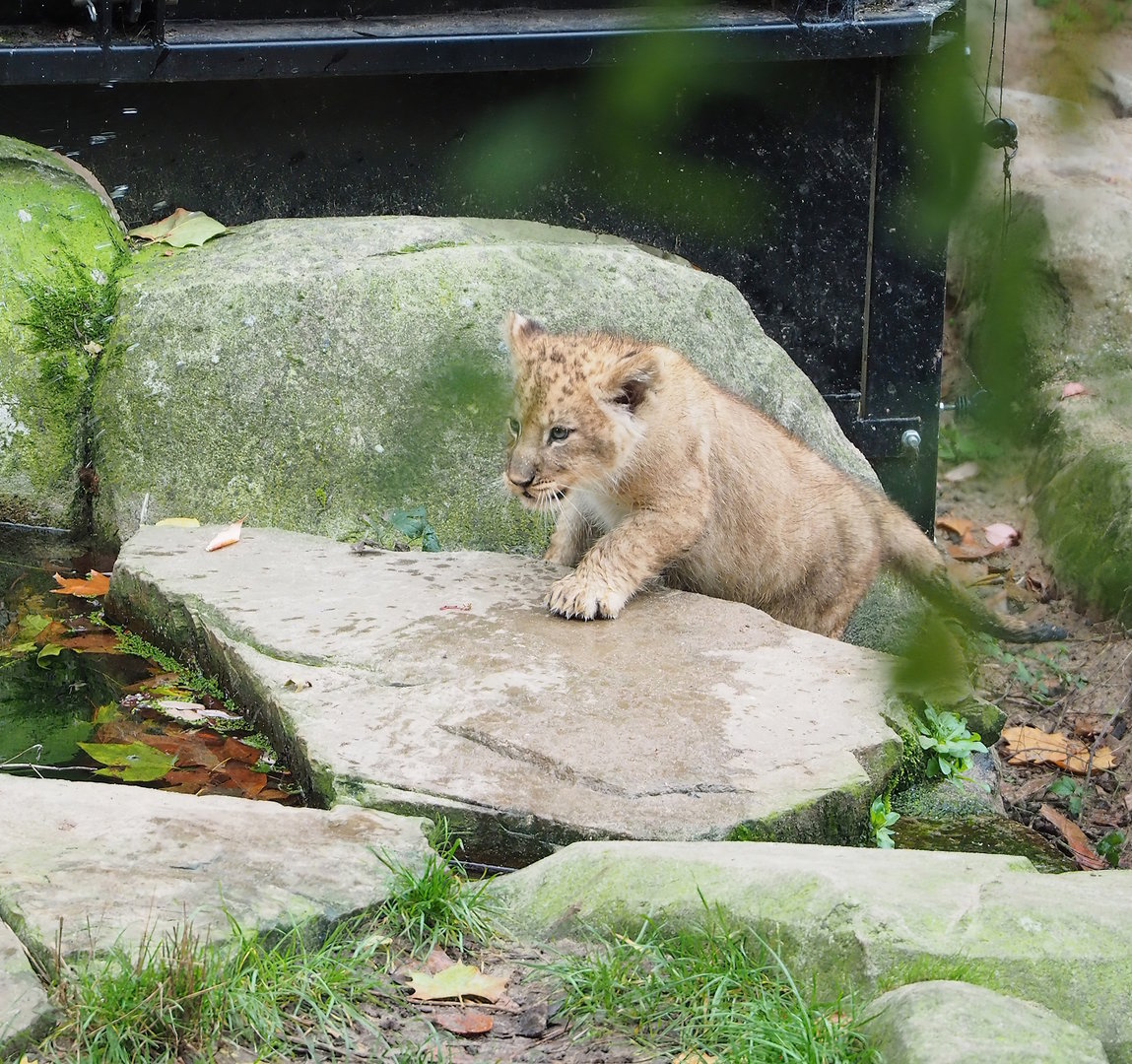 African lion cub (Panthera leo), 2022-10-29