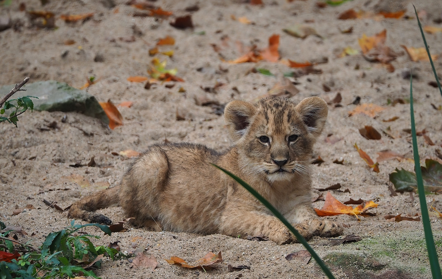 African lion cub (Panthera leo), 2022-10-29
