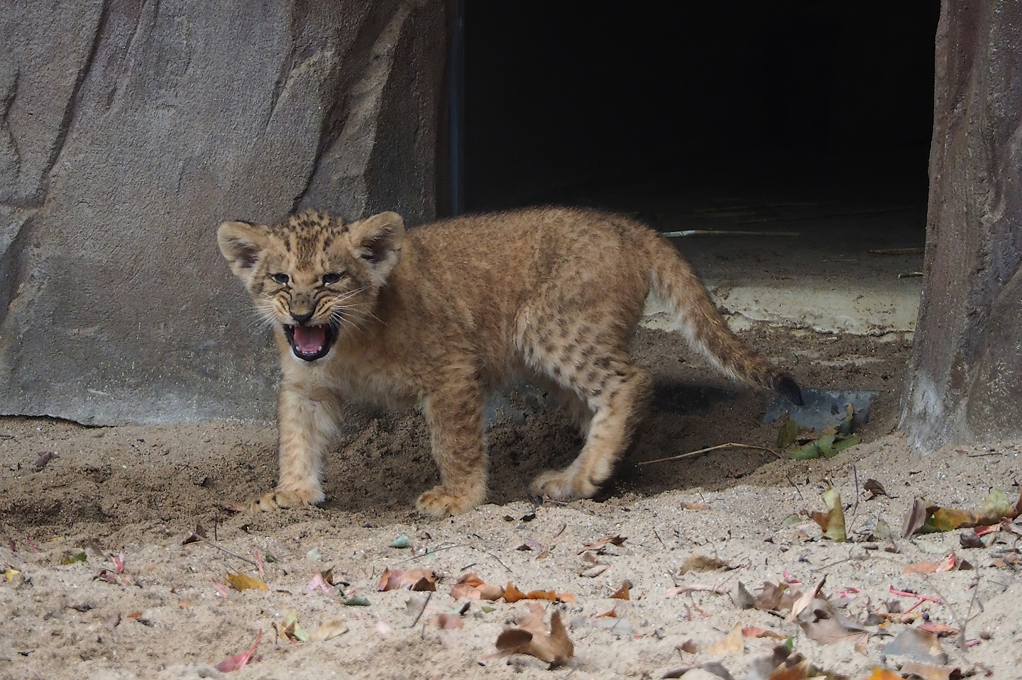 African lion cub (Panthera leo), 2022-10-29
