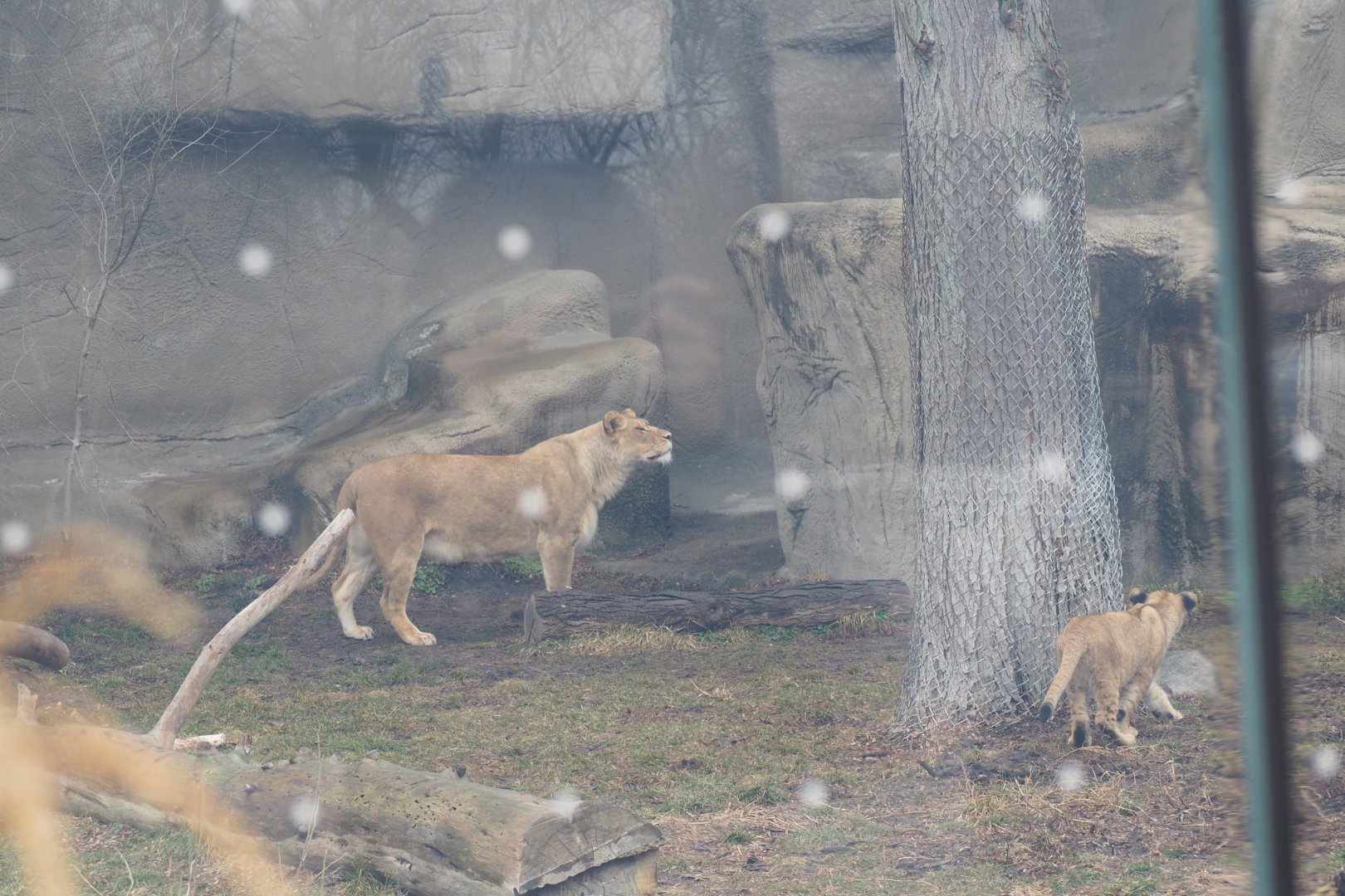 African Lion Cub Stalking Mother