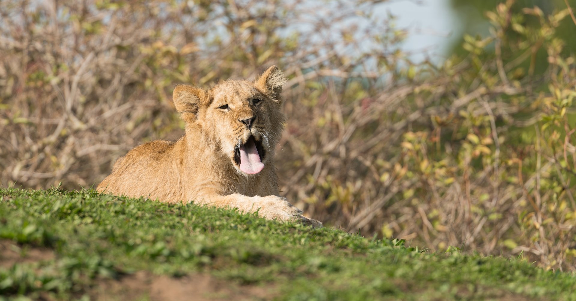 African Lion cub, YWP, UK