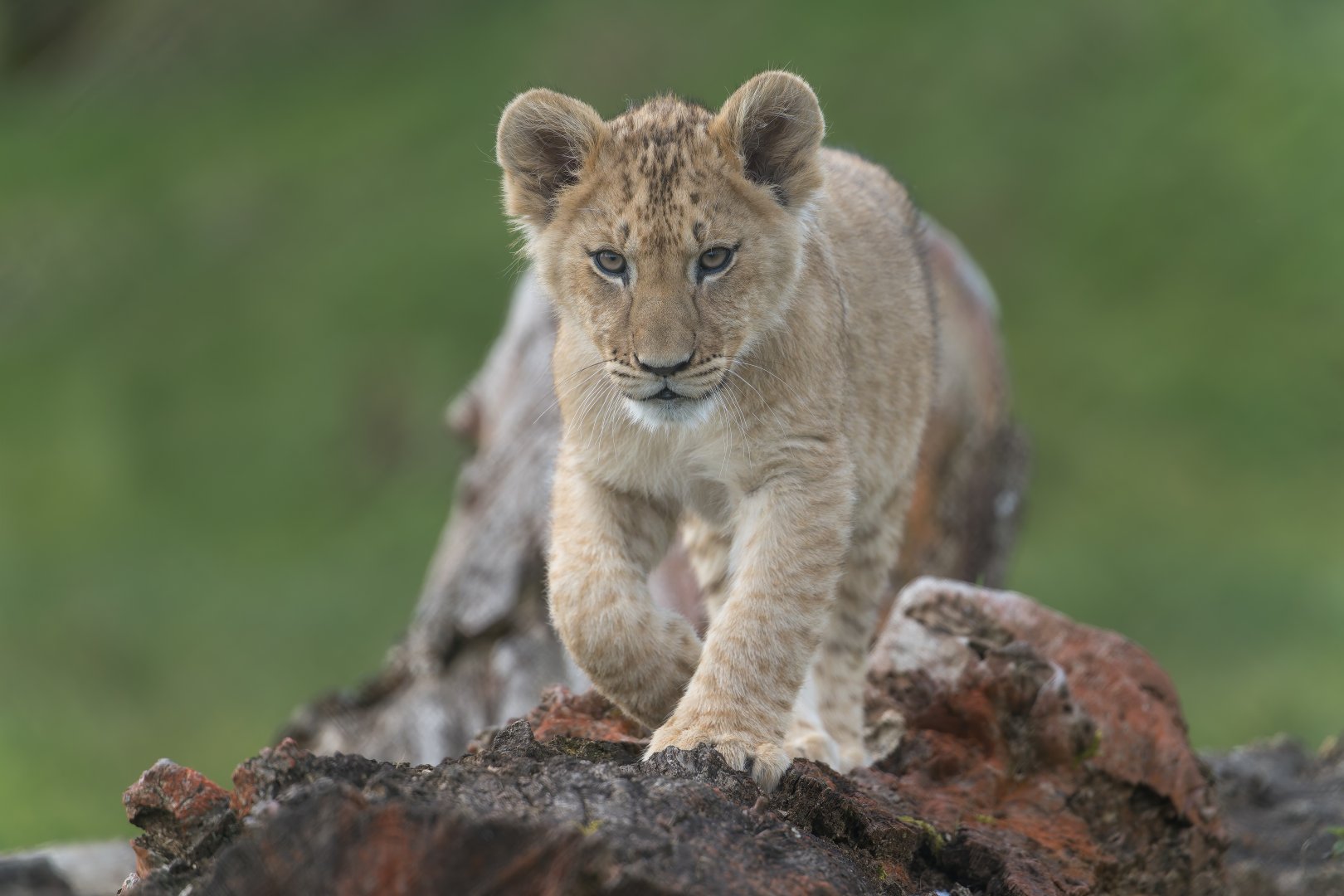African lion cub , ZSL Whipsnade, UK
