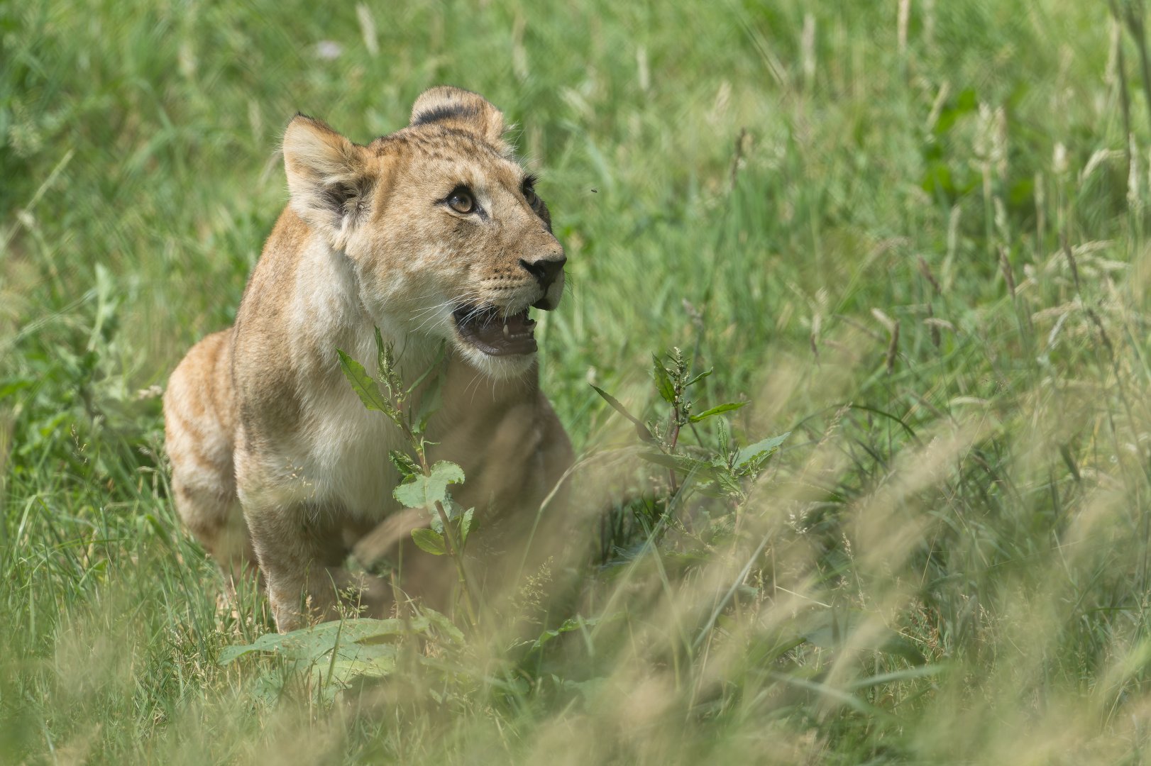 African Lion Cub, ZSL Whipsnade, UK