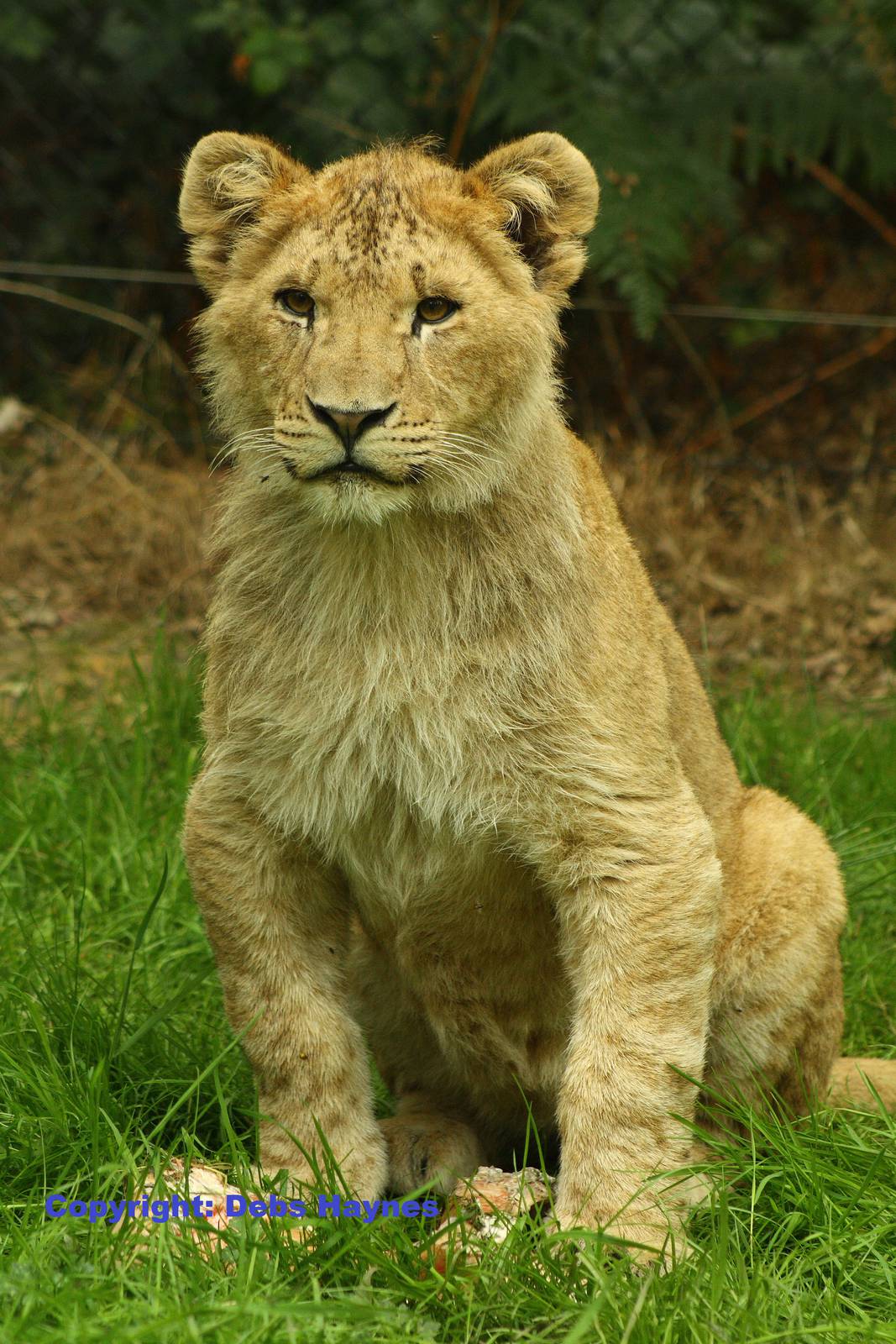 African Lion Cub