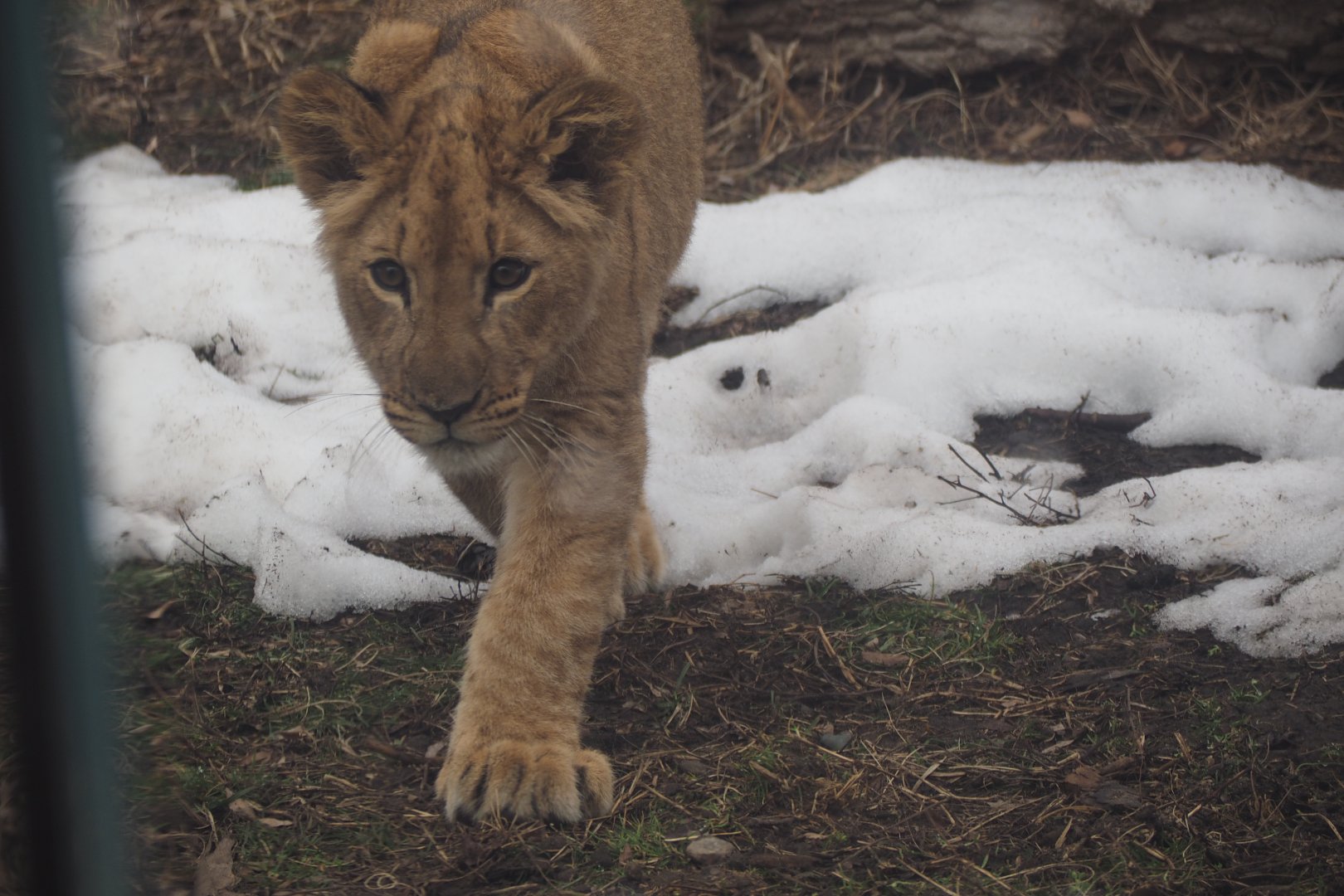 African Lion Cub
