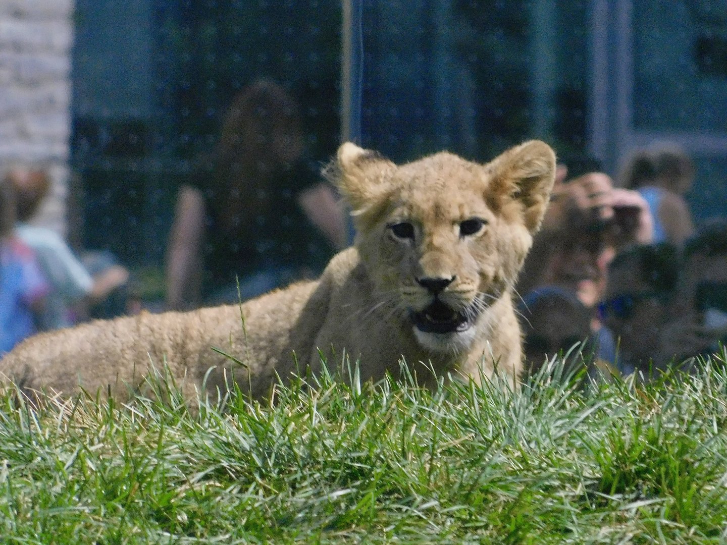 African Lion cub