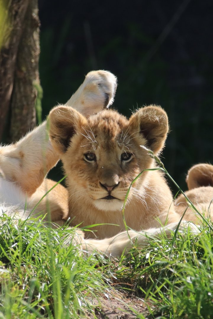 African lion cub