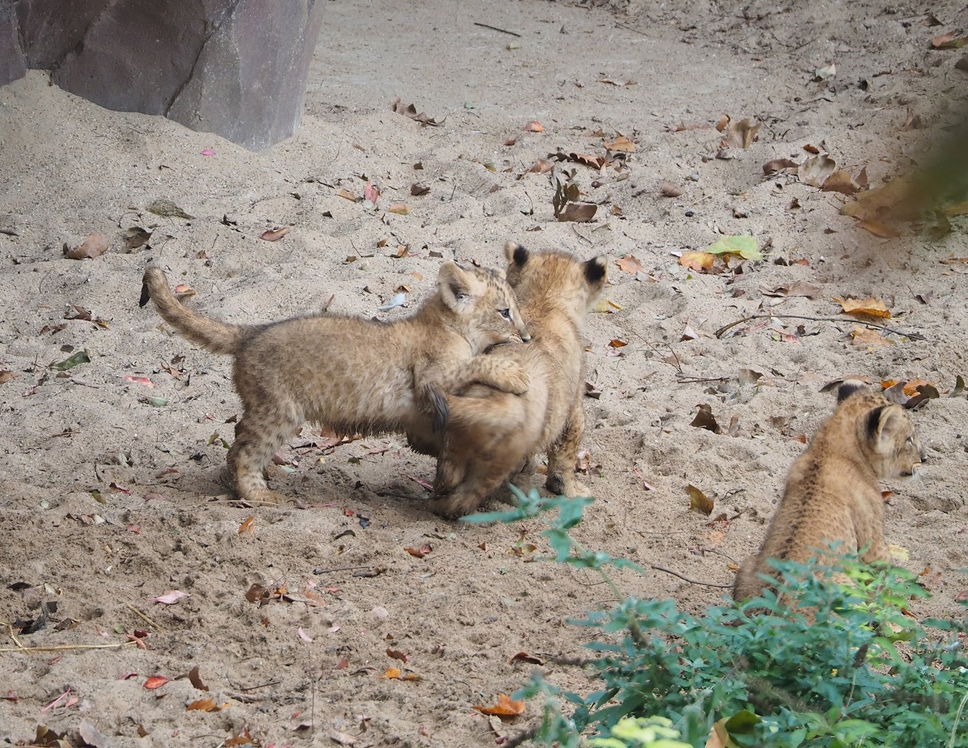 African lion cubs (Panthera leo), 2022-10-29
