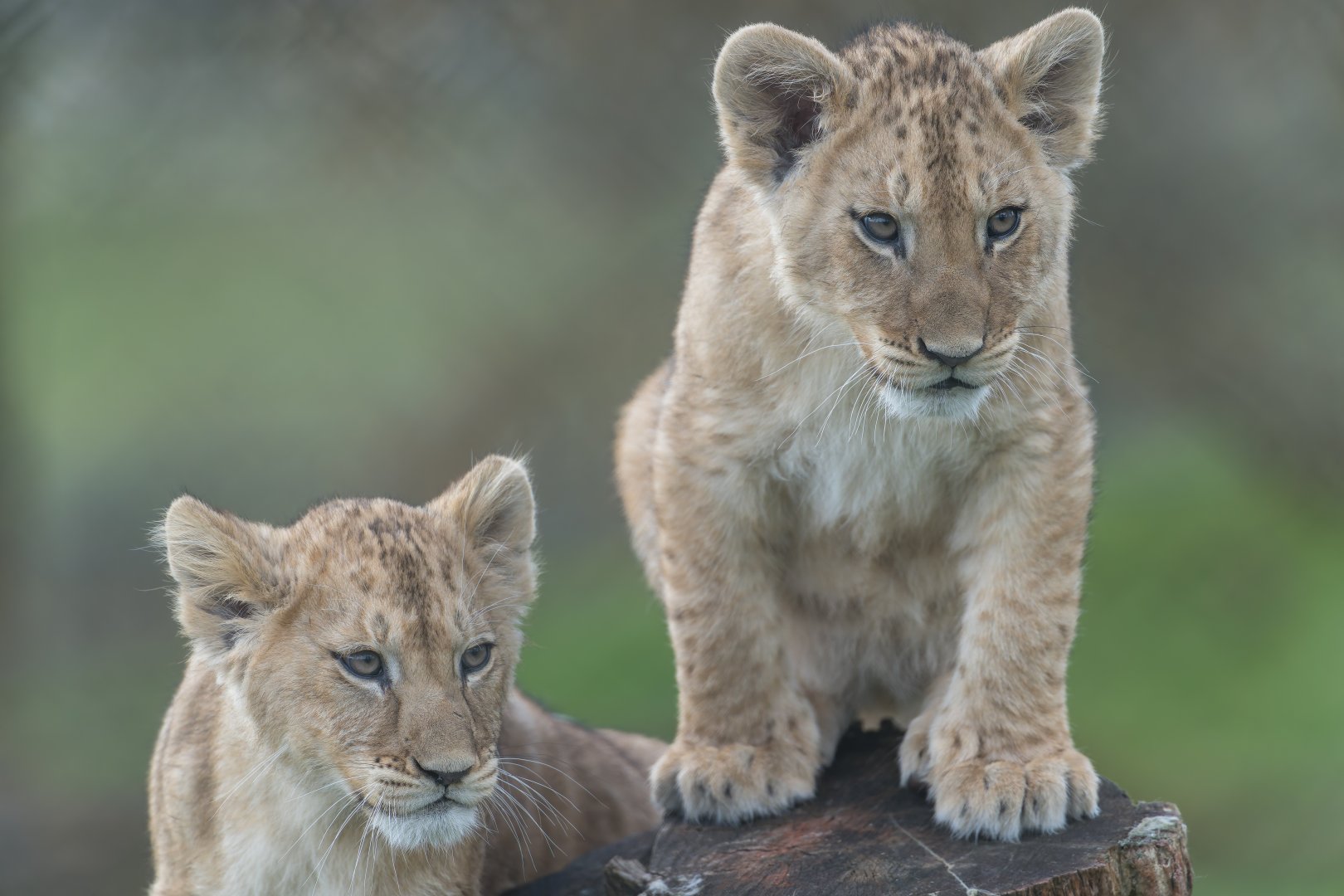 African lion cubs , ZSL Whipsnade, UK