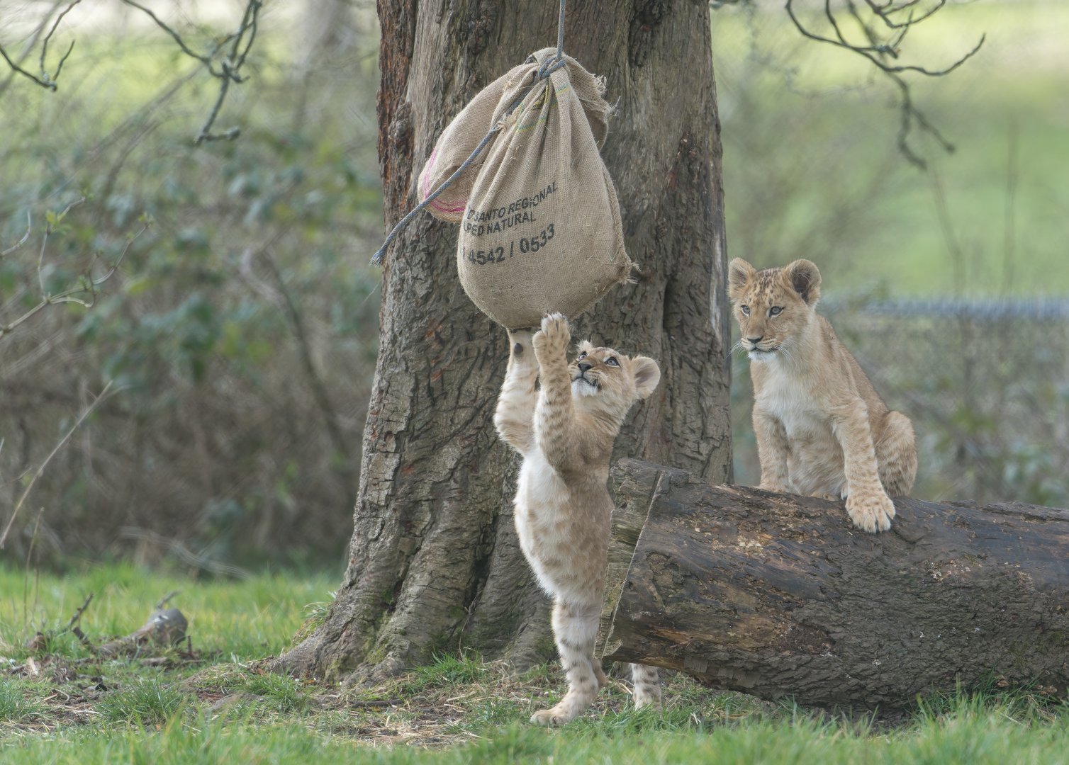 African lion cubs , ZSL Whipsnade, UK